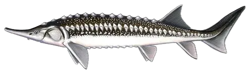 Starry sturgeon