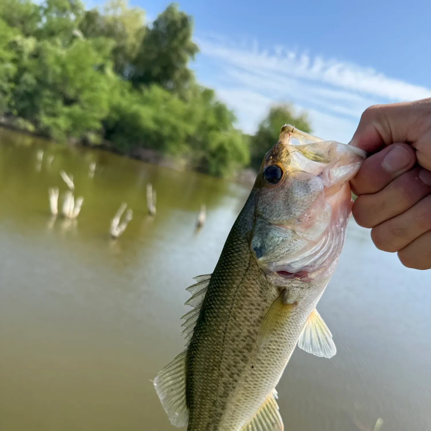 Largemouth bass caught on Fishbrain