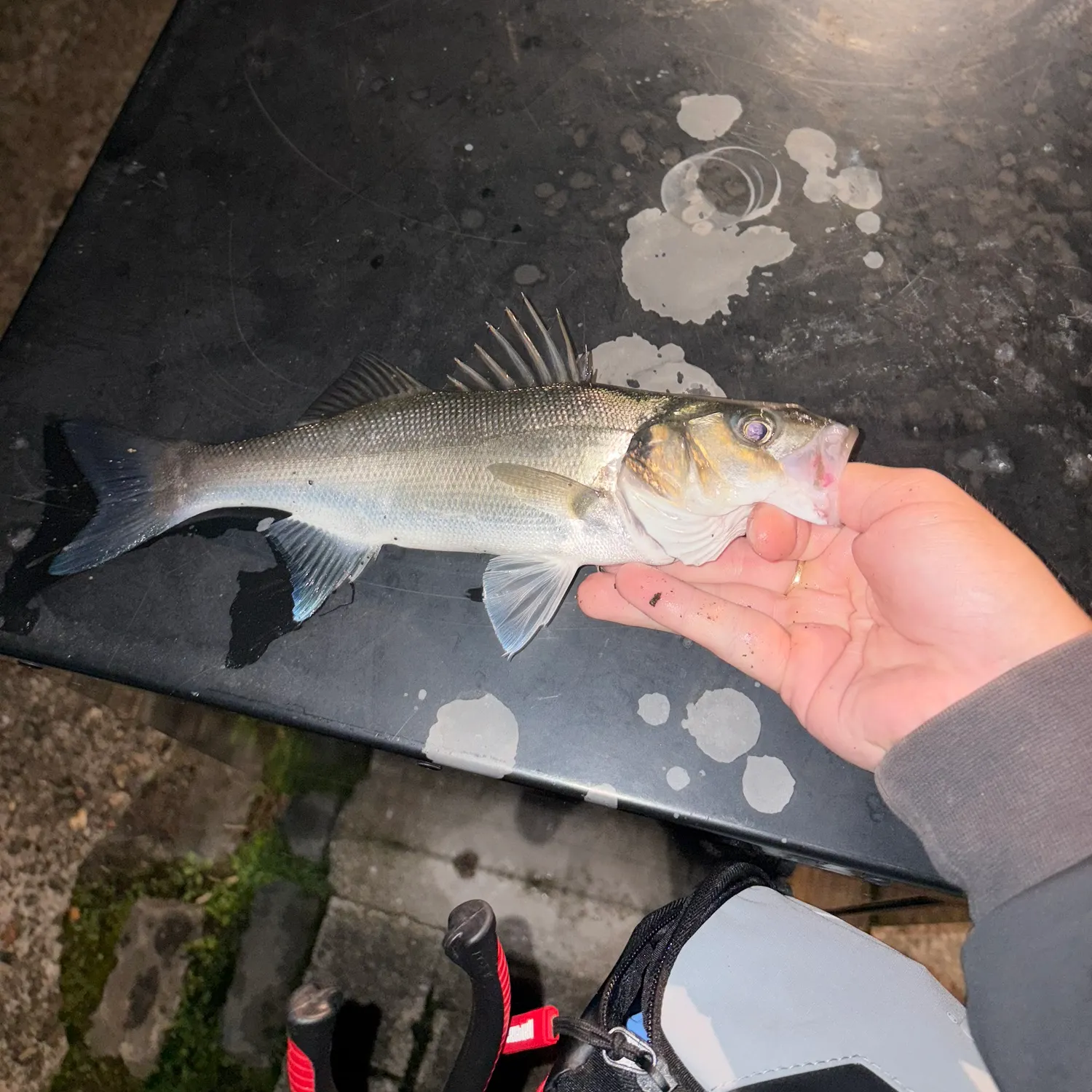 catch