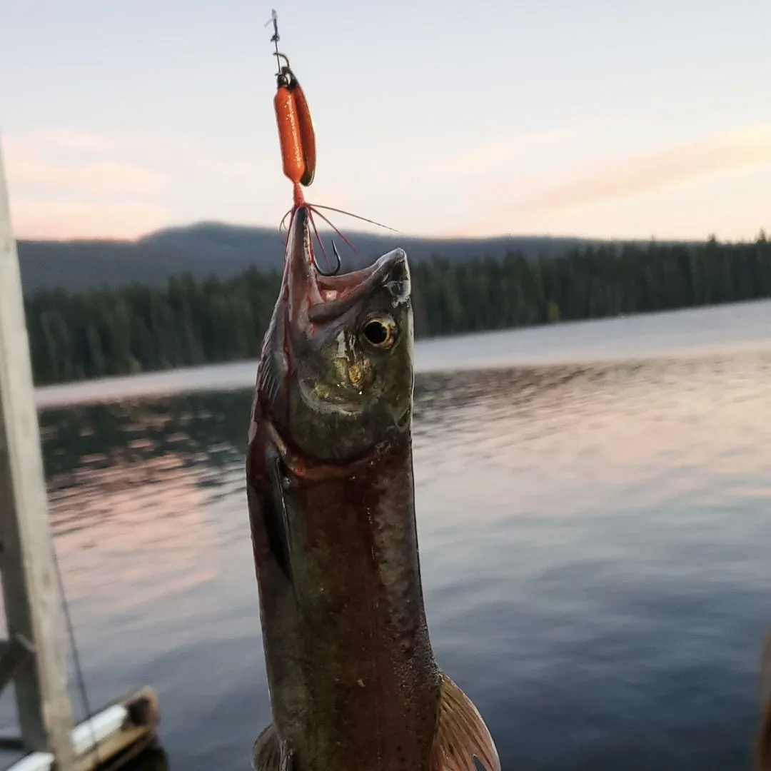 The most recent Kokanee salmon catches on Fishbrain