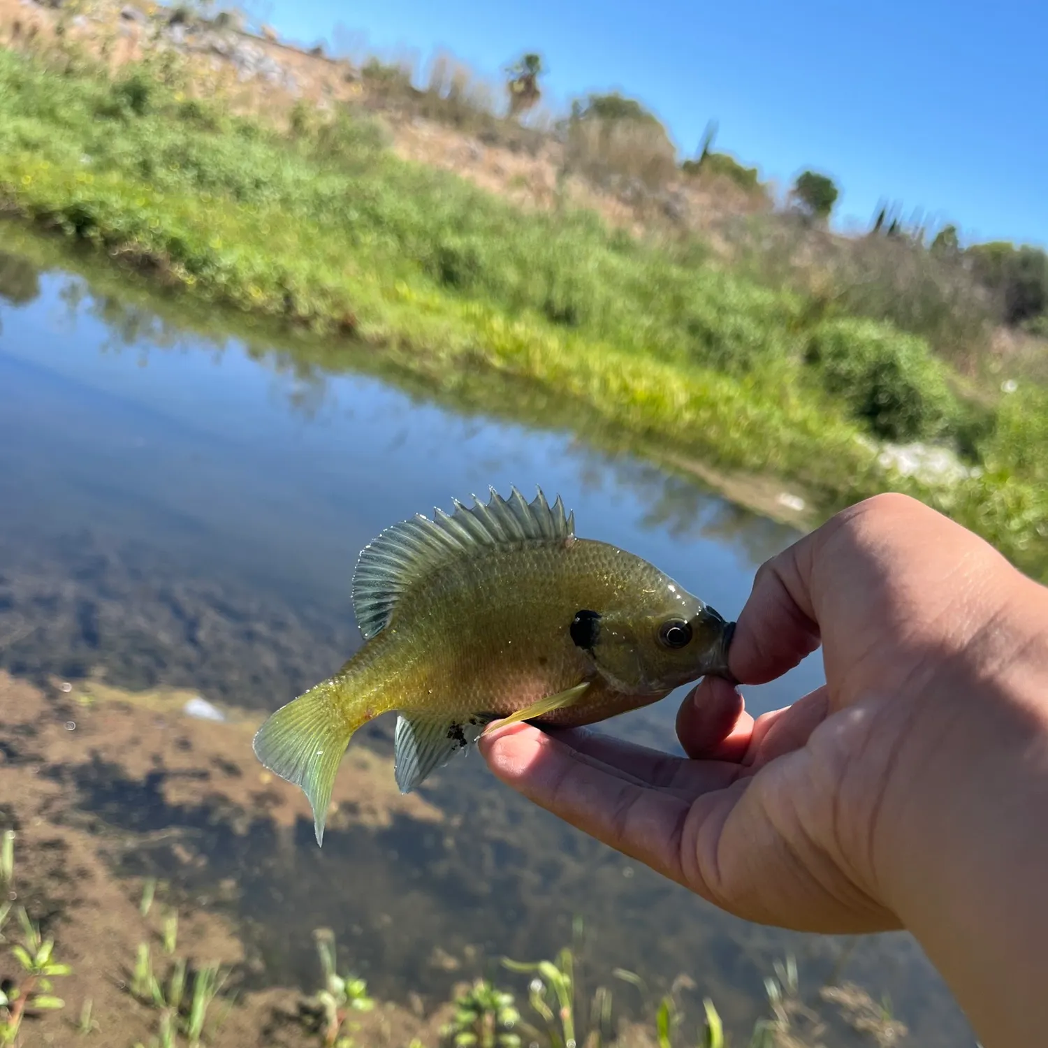 Bluegill caught on Fishbrain