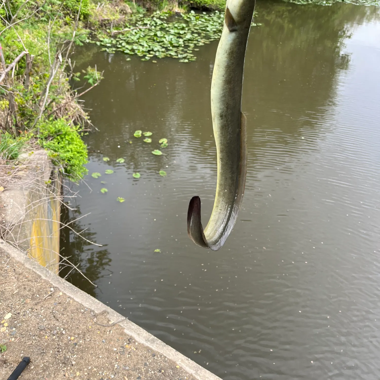 The most recent American eel catches on Fishbrain