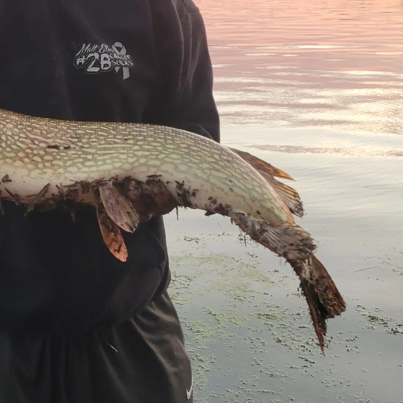 Northern pike caught on Fishbrain