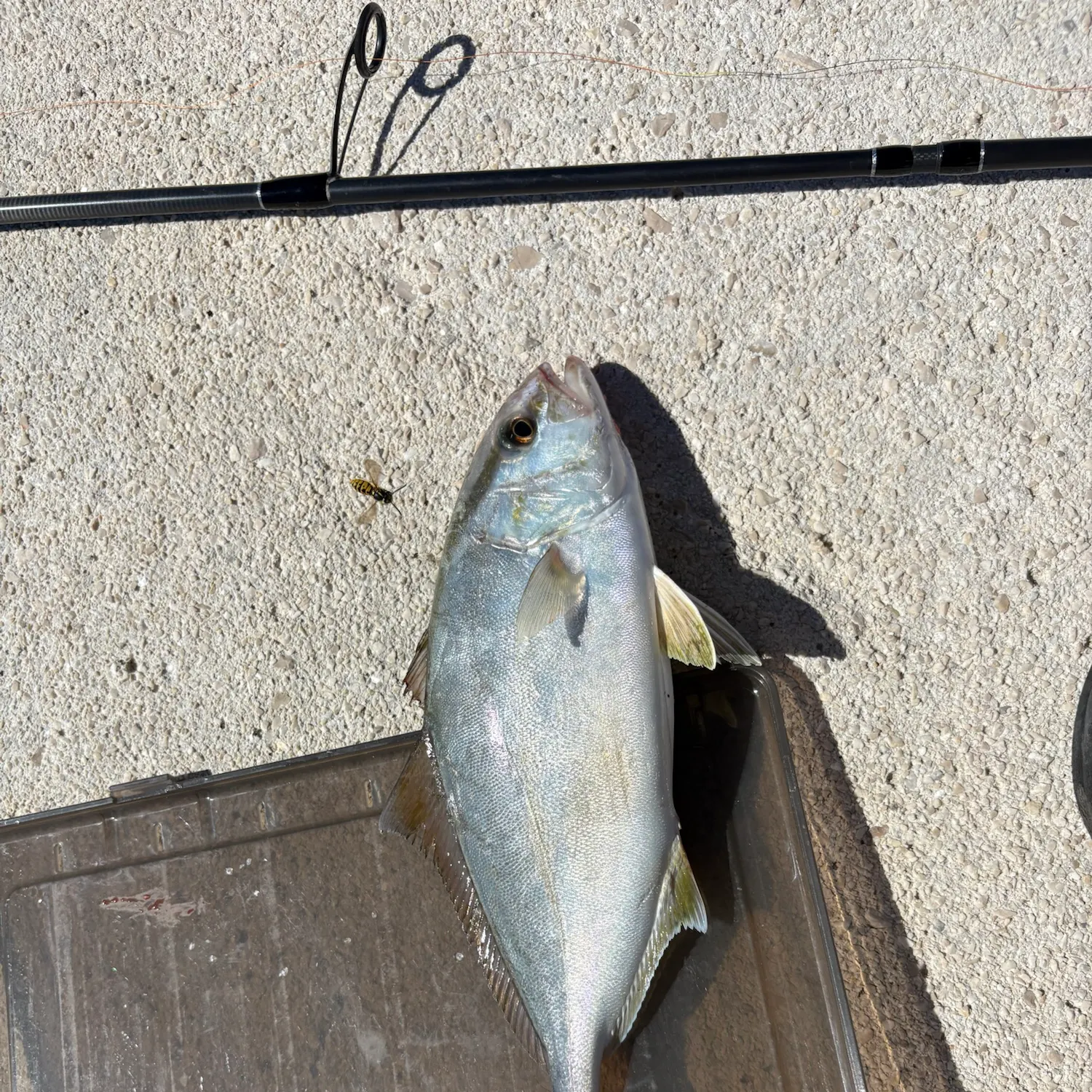 Greater amberjack caught on Fishbrain