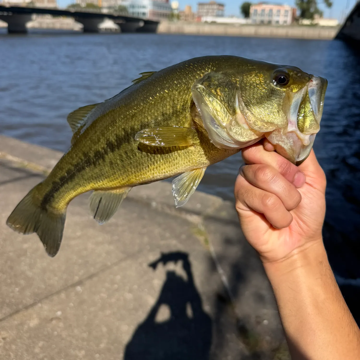 Largemouth bass caught on Fishbrain