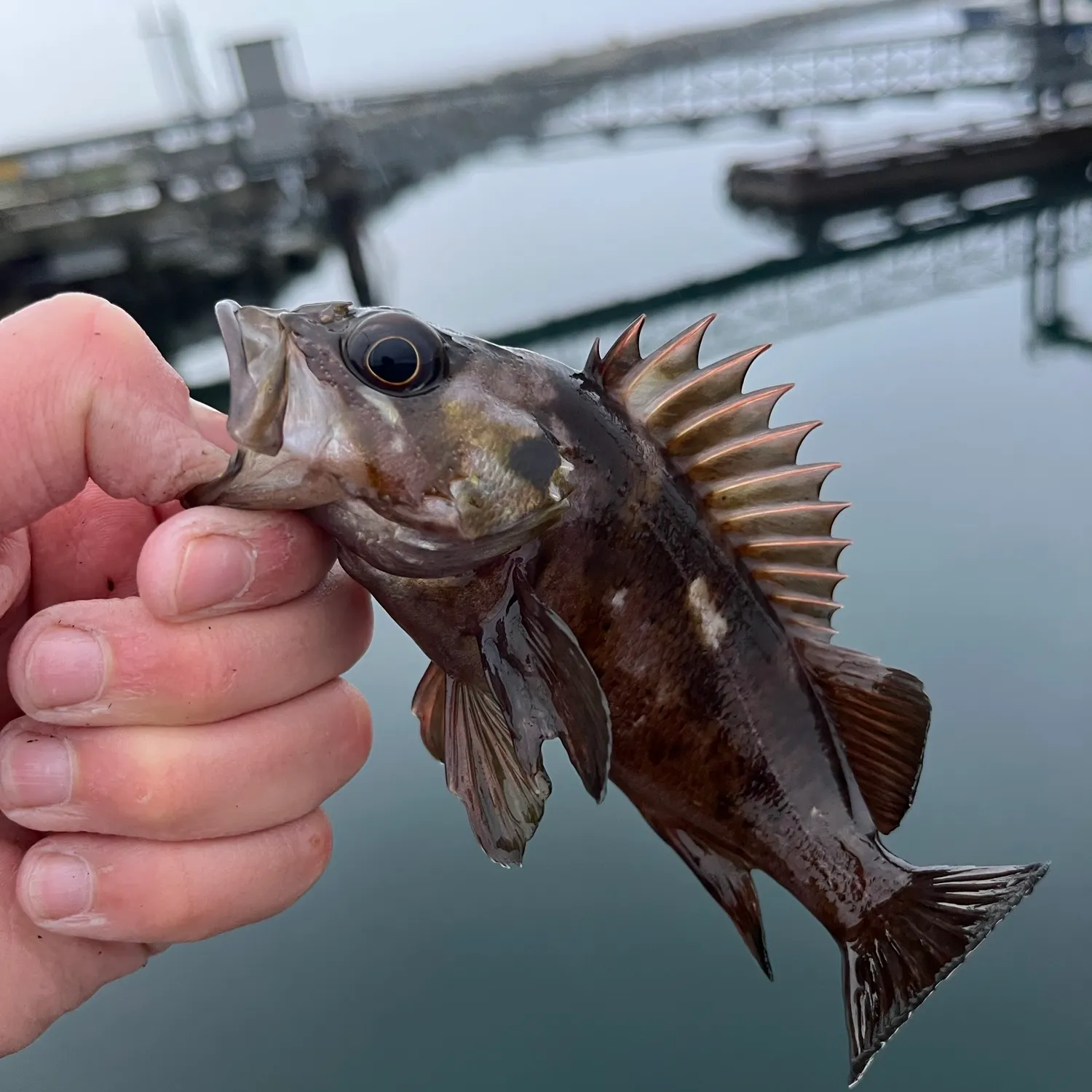 Copper rockfish caught on Fishbrain