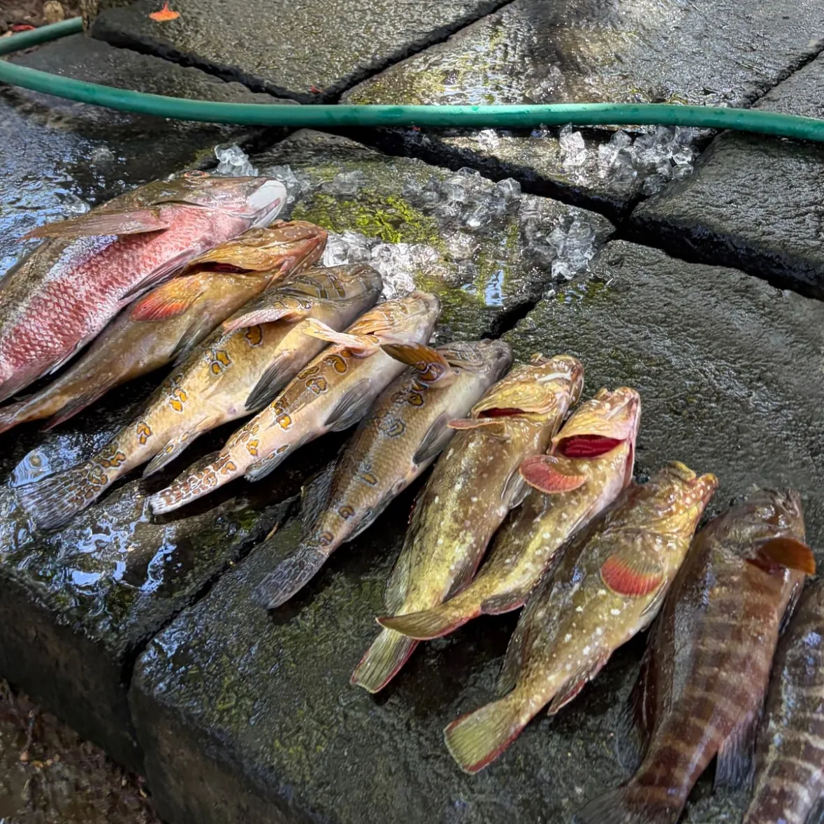 The most recent Mexican barred snapper catches on Fishbrain