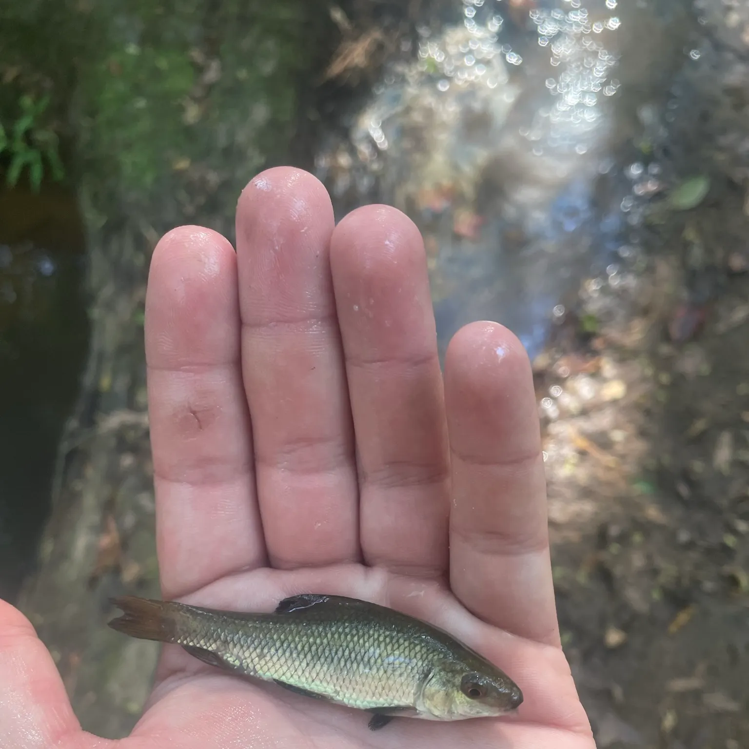 The most recent Golden redhorse catches on Fishbrain