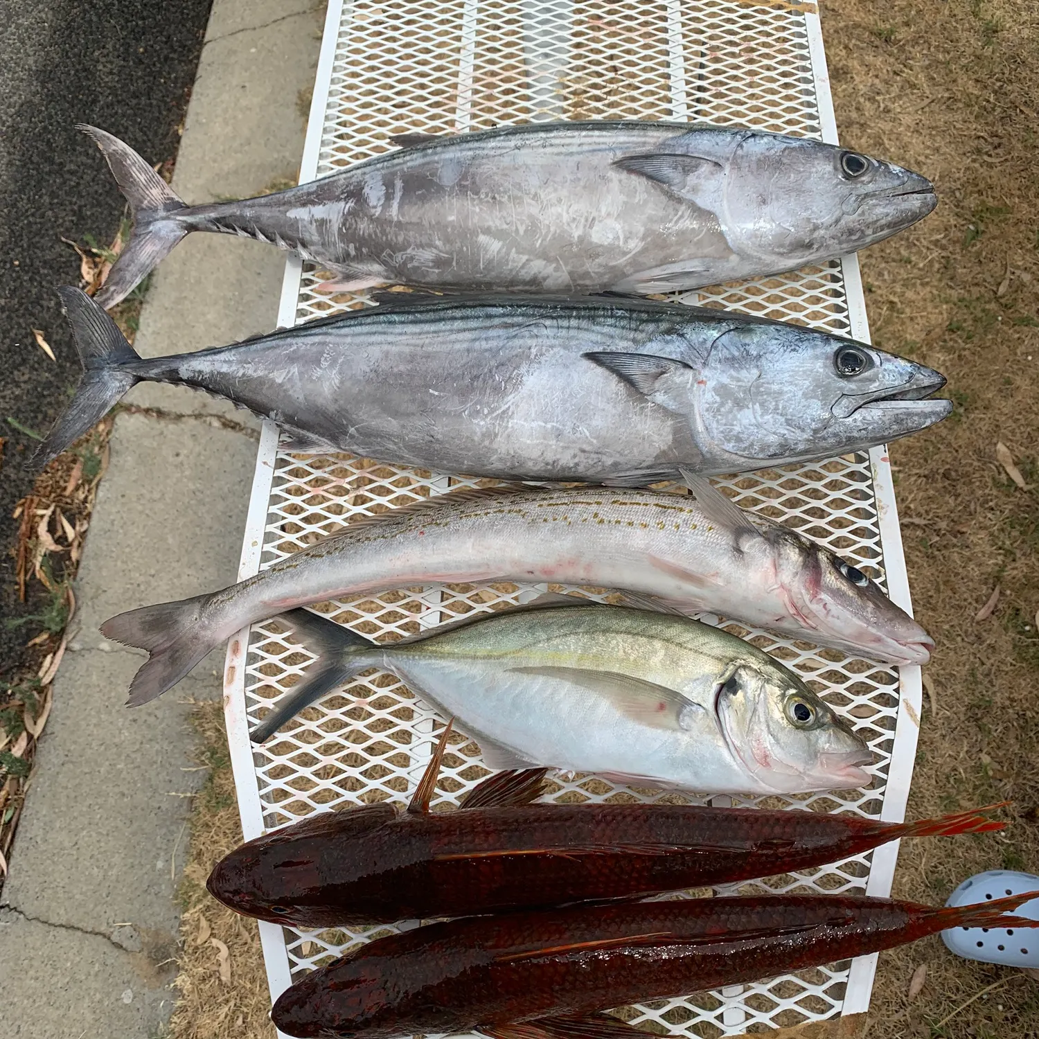 recently logged catches