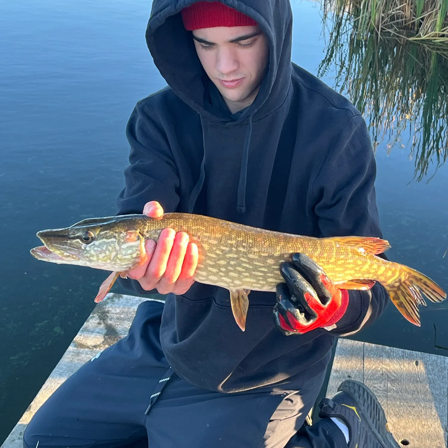 Northern pike caught on Fishbrain