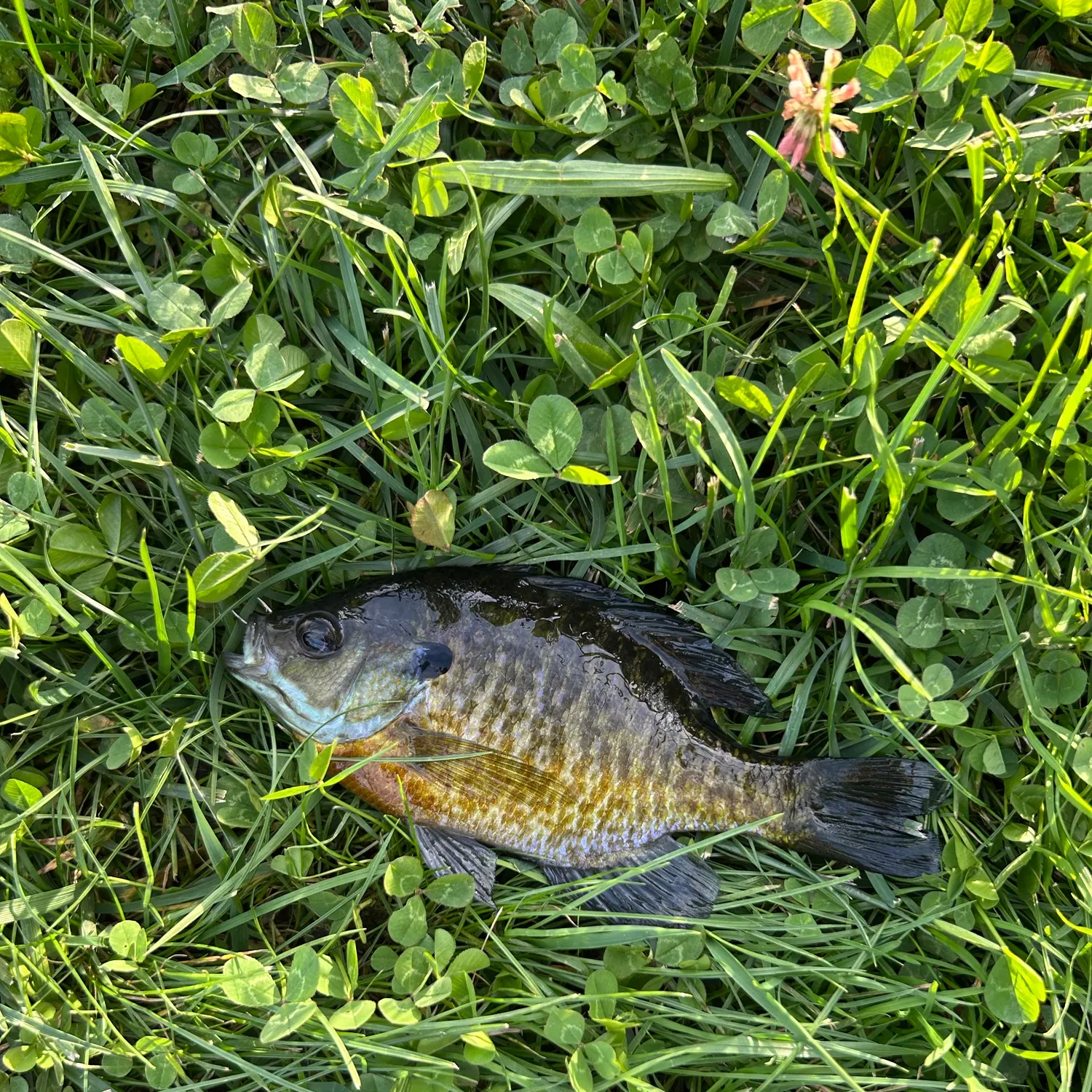 Bluegill caught on Fishbrain