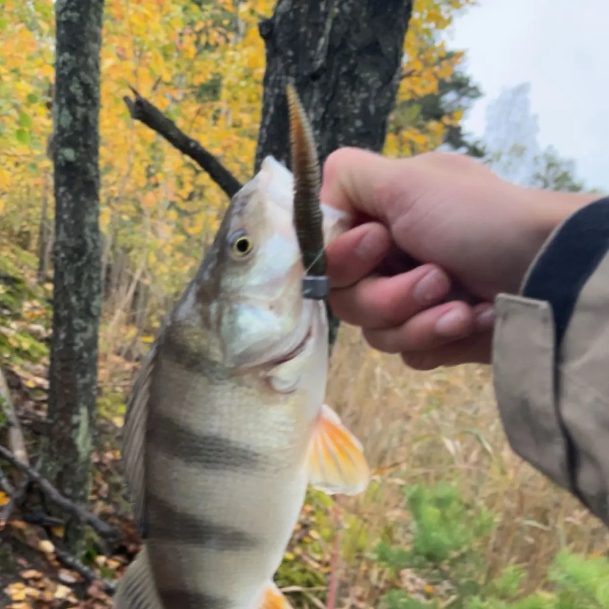 European perch caught on Fishbrain