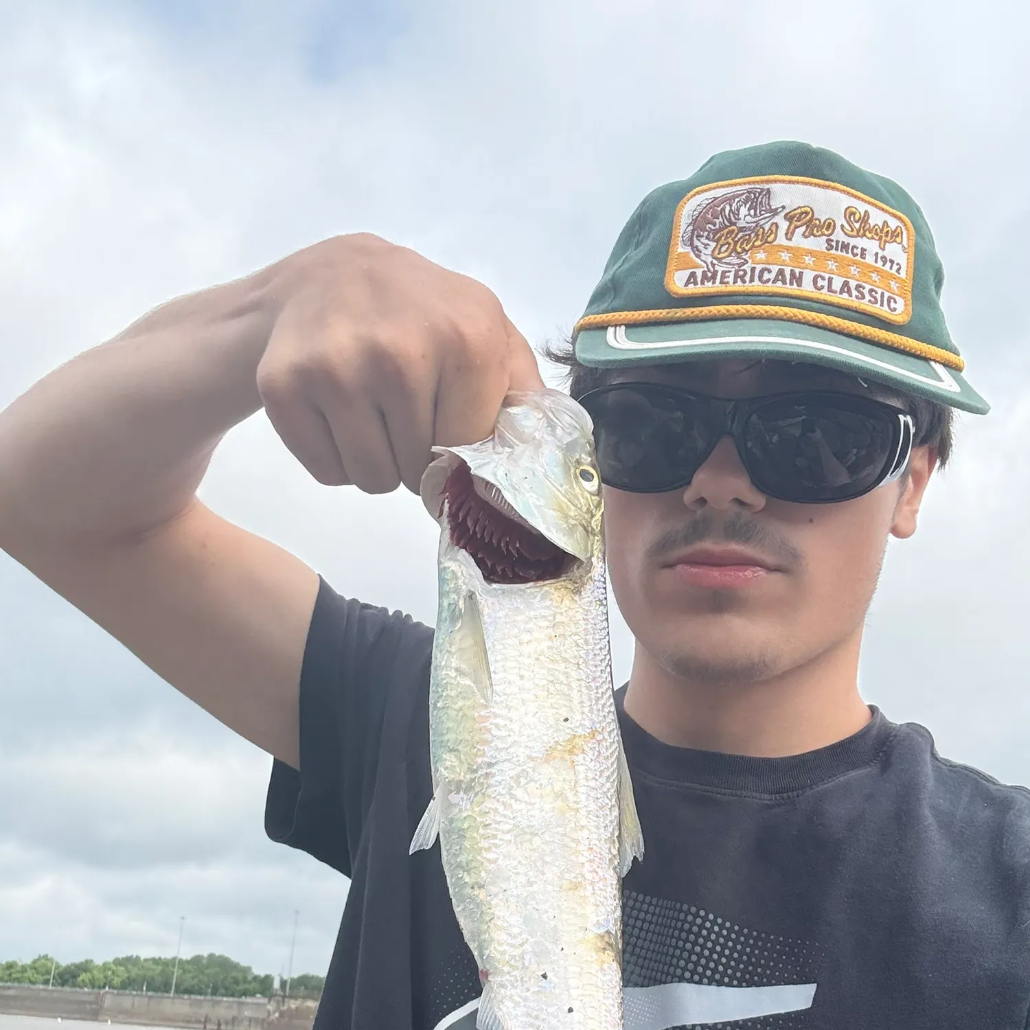 The most recent Skipjack herring catches on Fishbrain