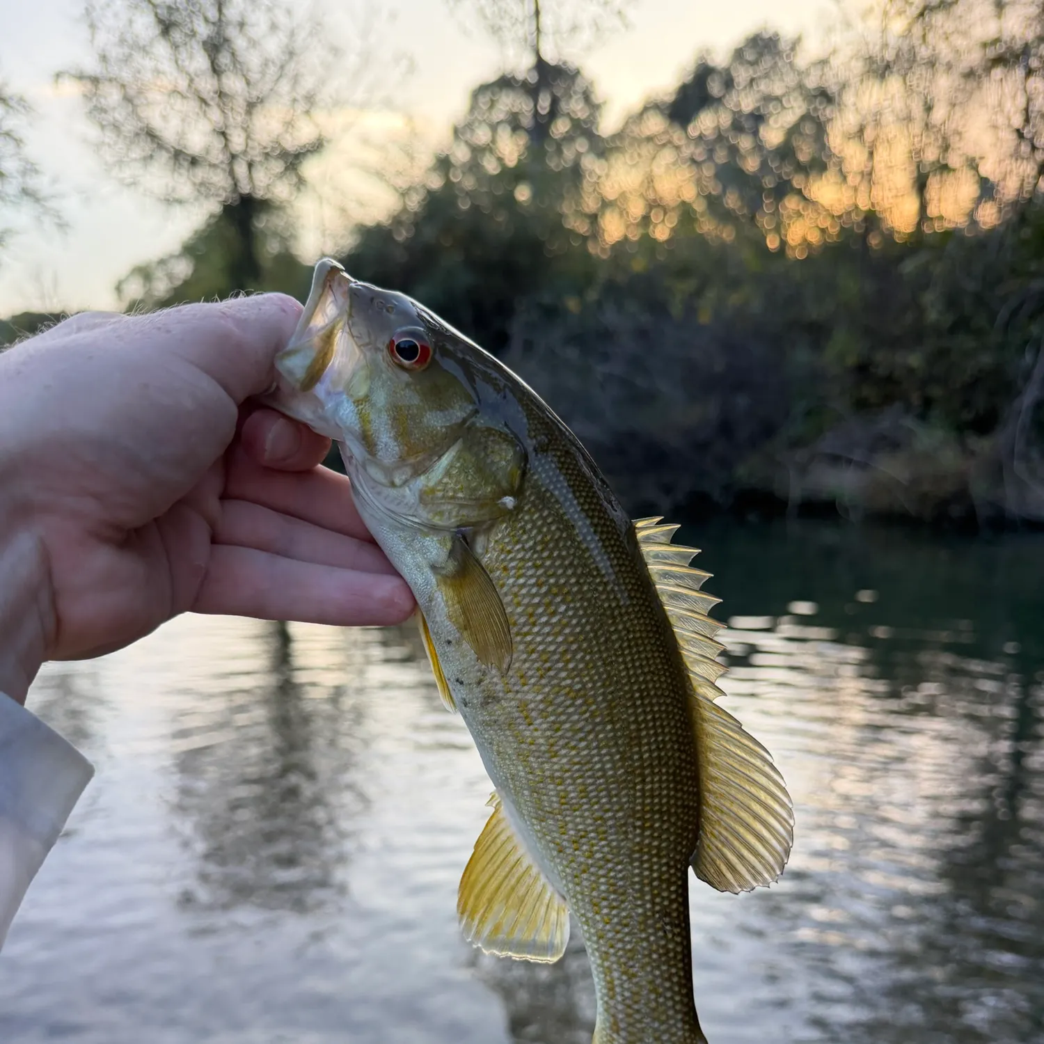 Smallmouth bass caught on Fishbrain