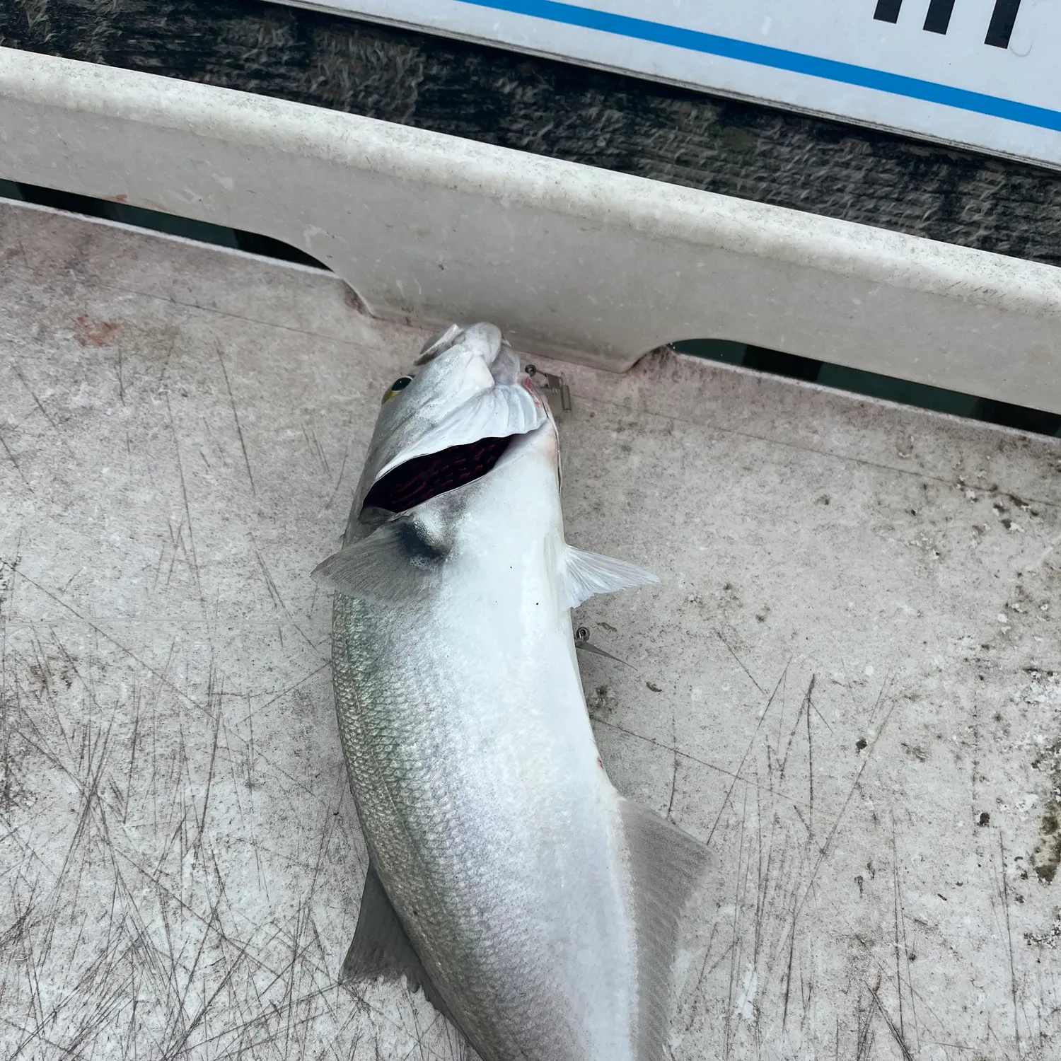 Bluefish caught on Fishbrain