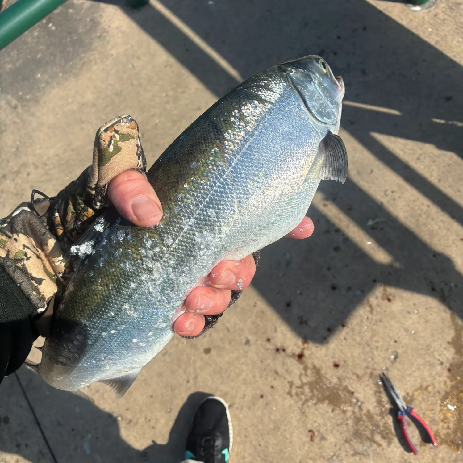 catch
