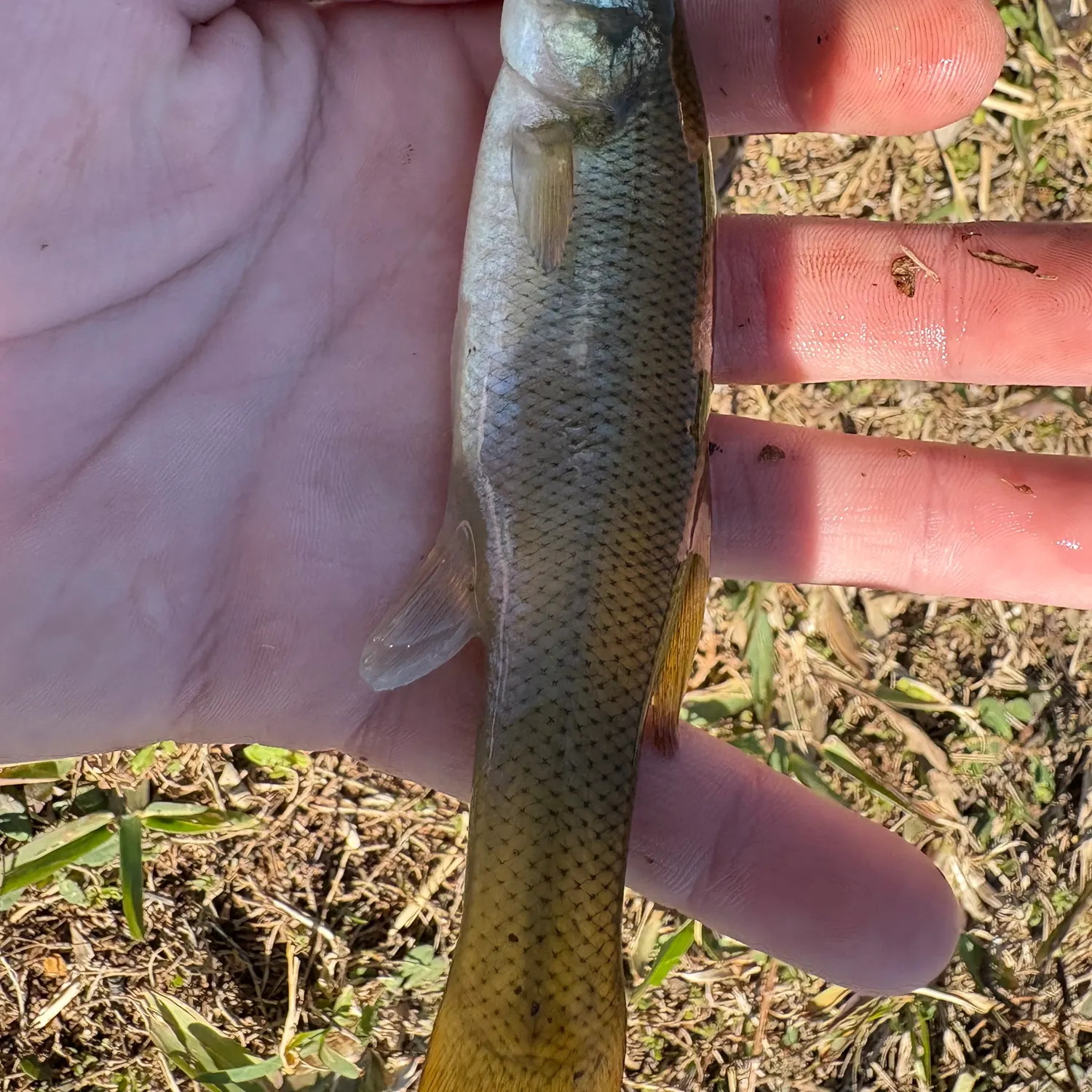 The most recent Seminole killifish catches on Fishbrain