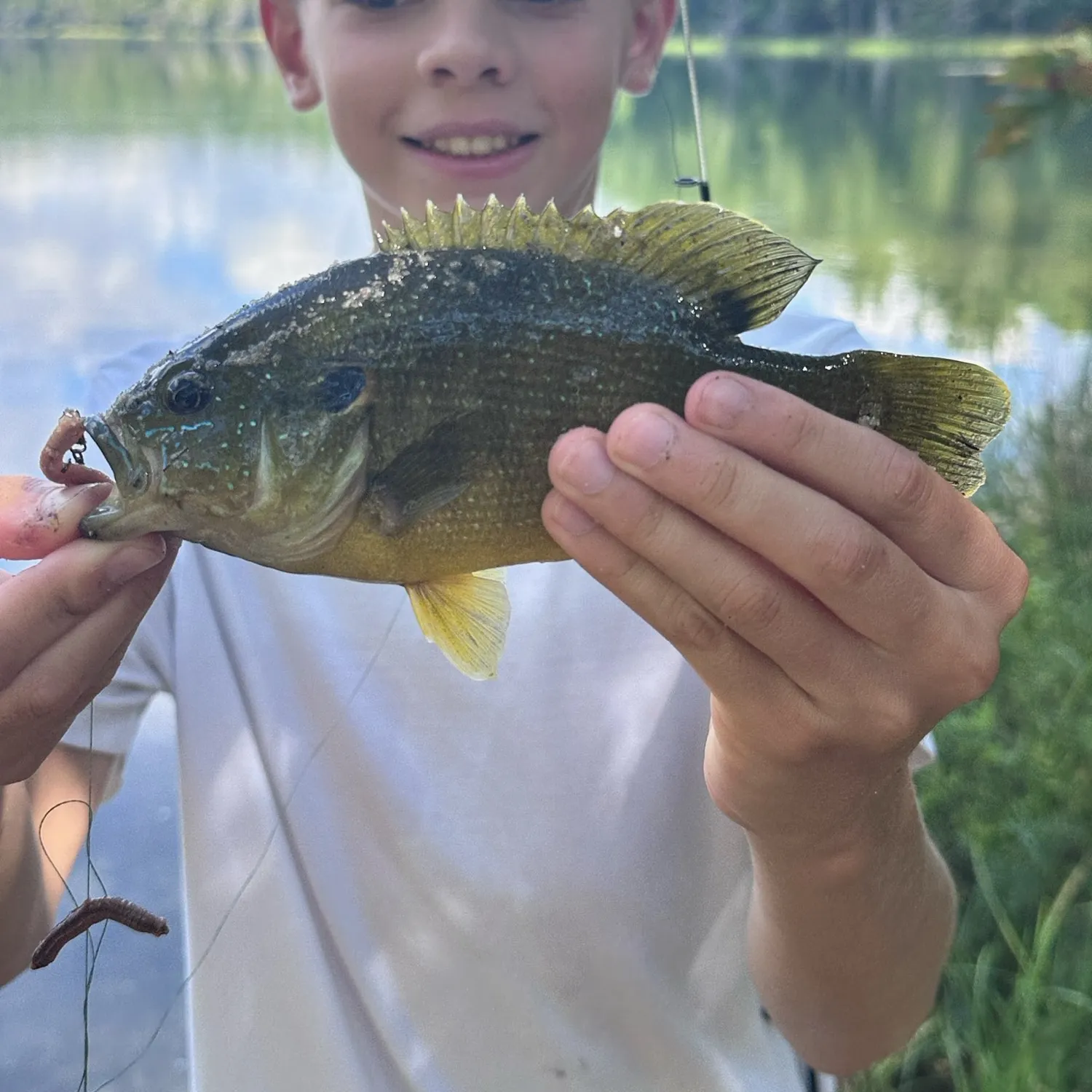 Green sunfish caught on Fishbrain