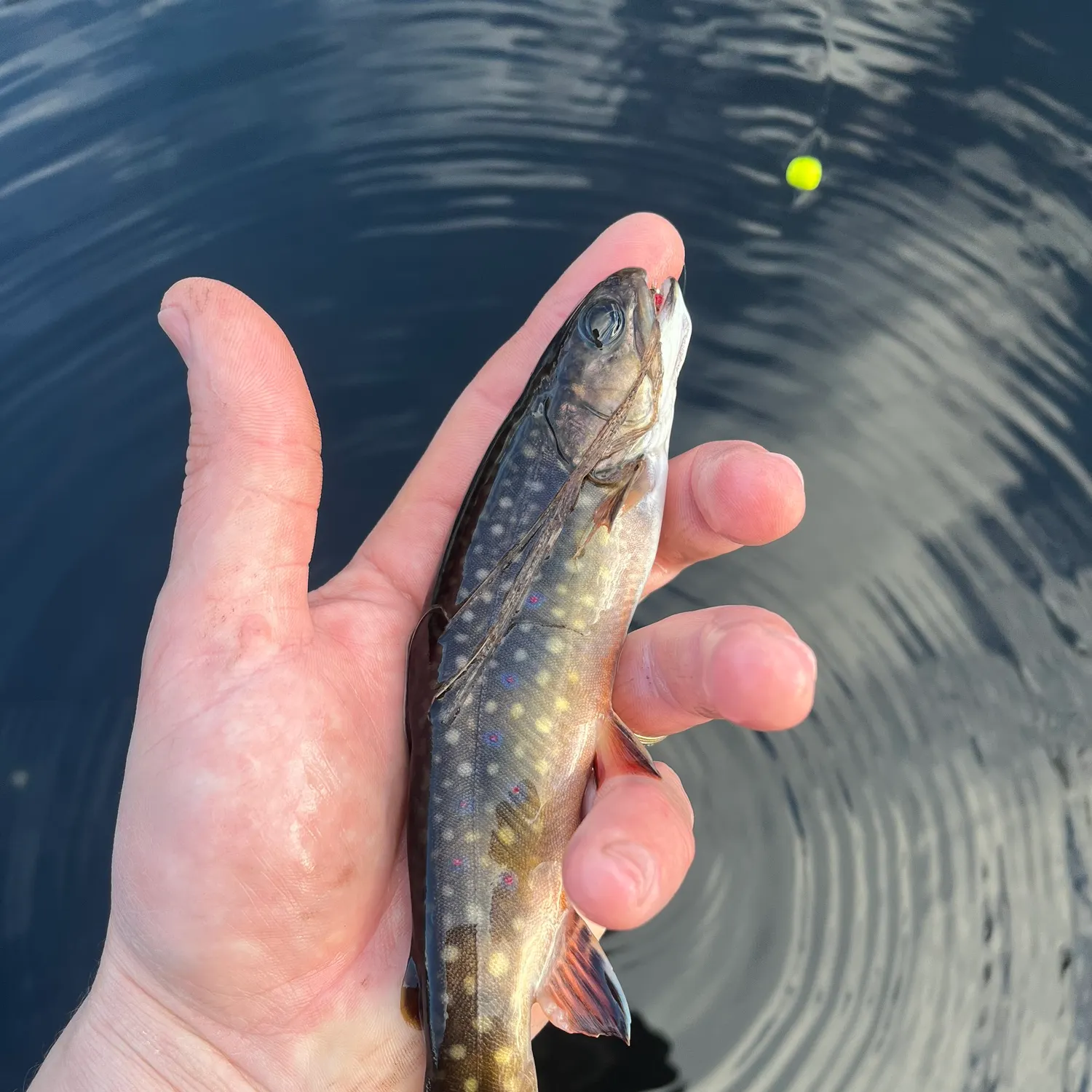 The most recent Brook trout catches on Fishbrain