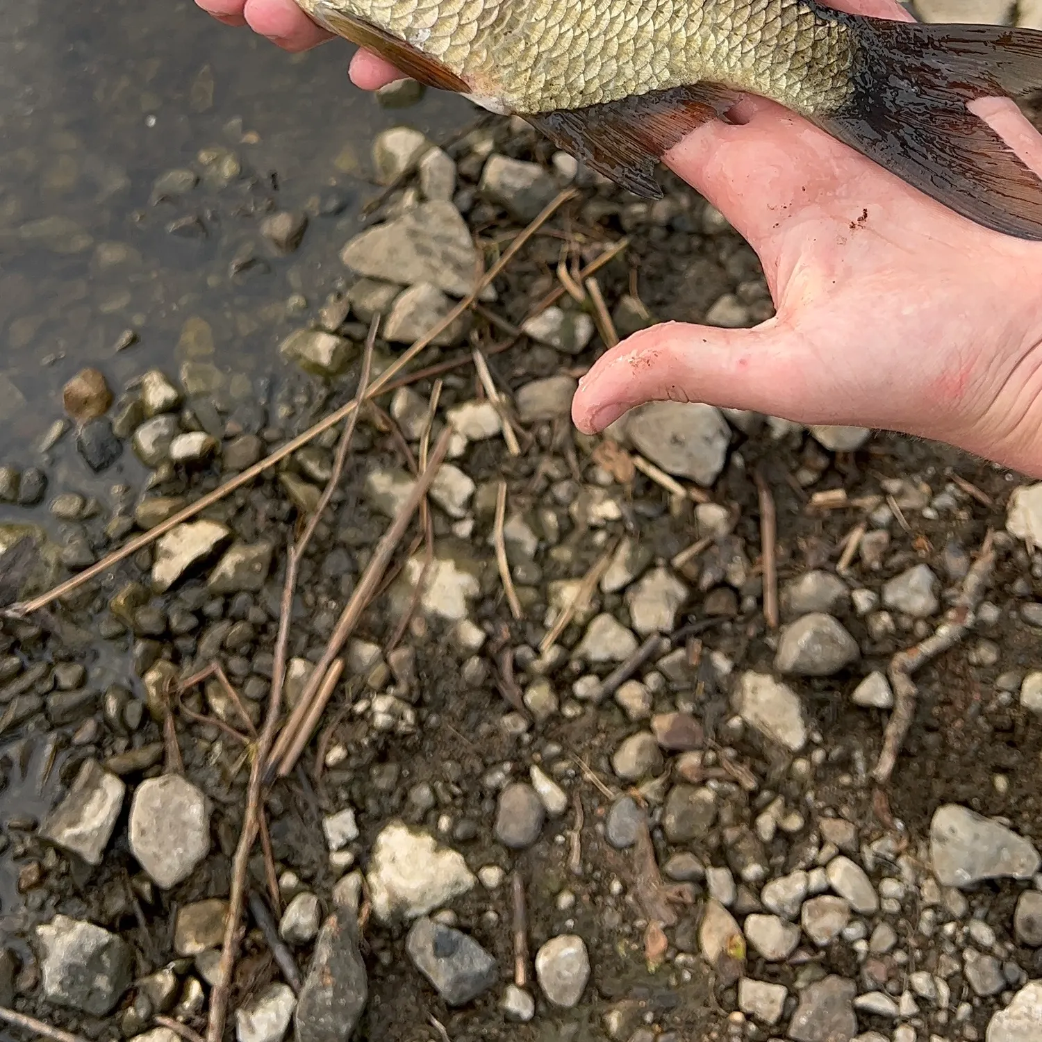 Common bream caught on Fishbrain