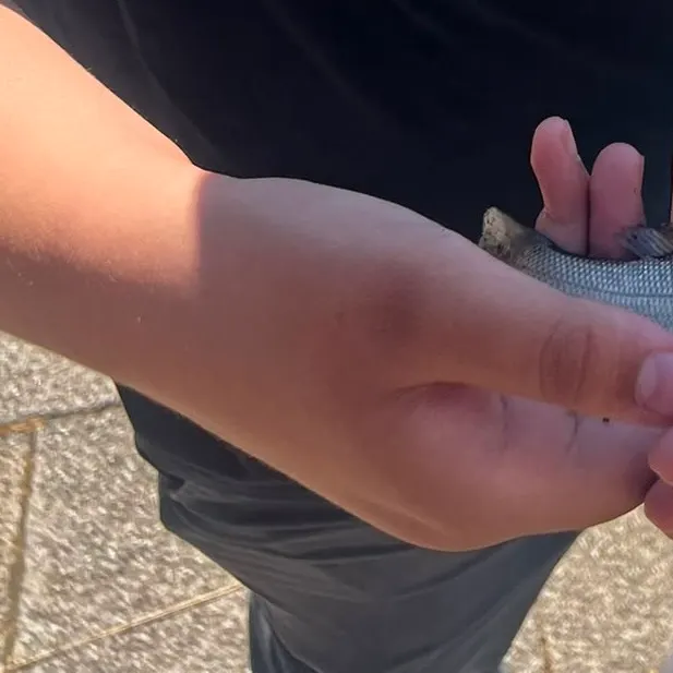 European seabass caught on Fishbrain
