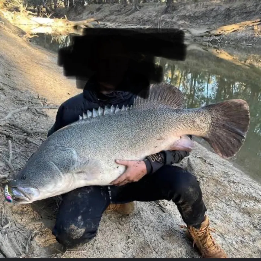 The most recent Murray cod catches on Fishbrain