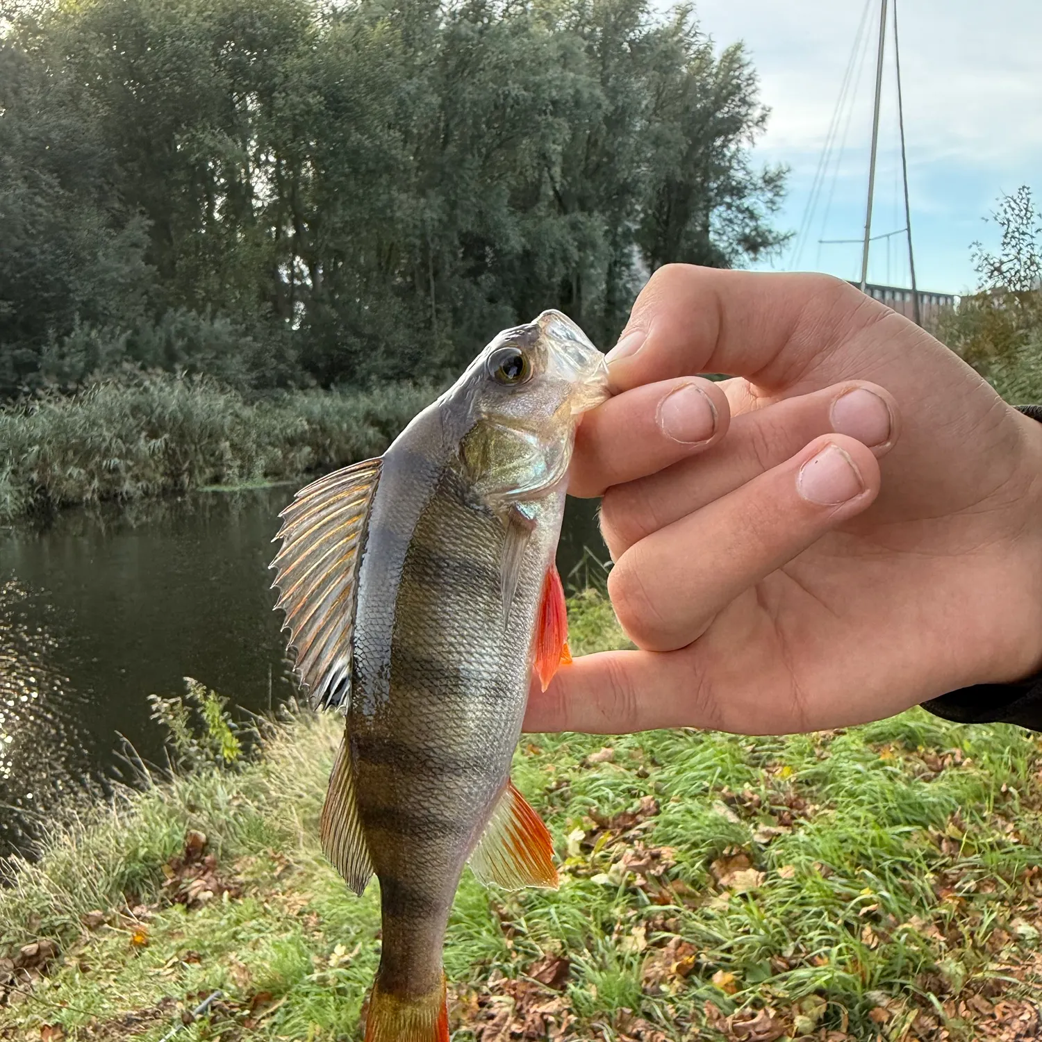 European perch caught on Fishbrain