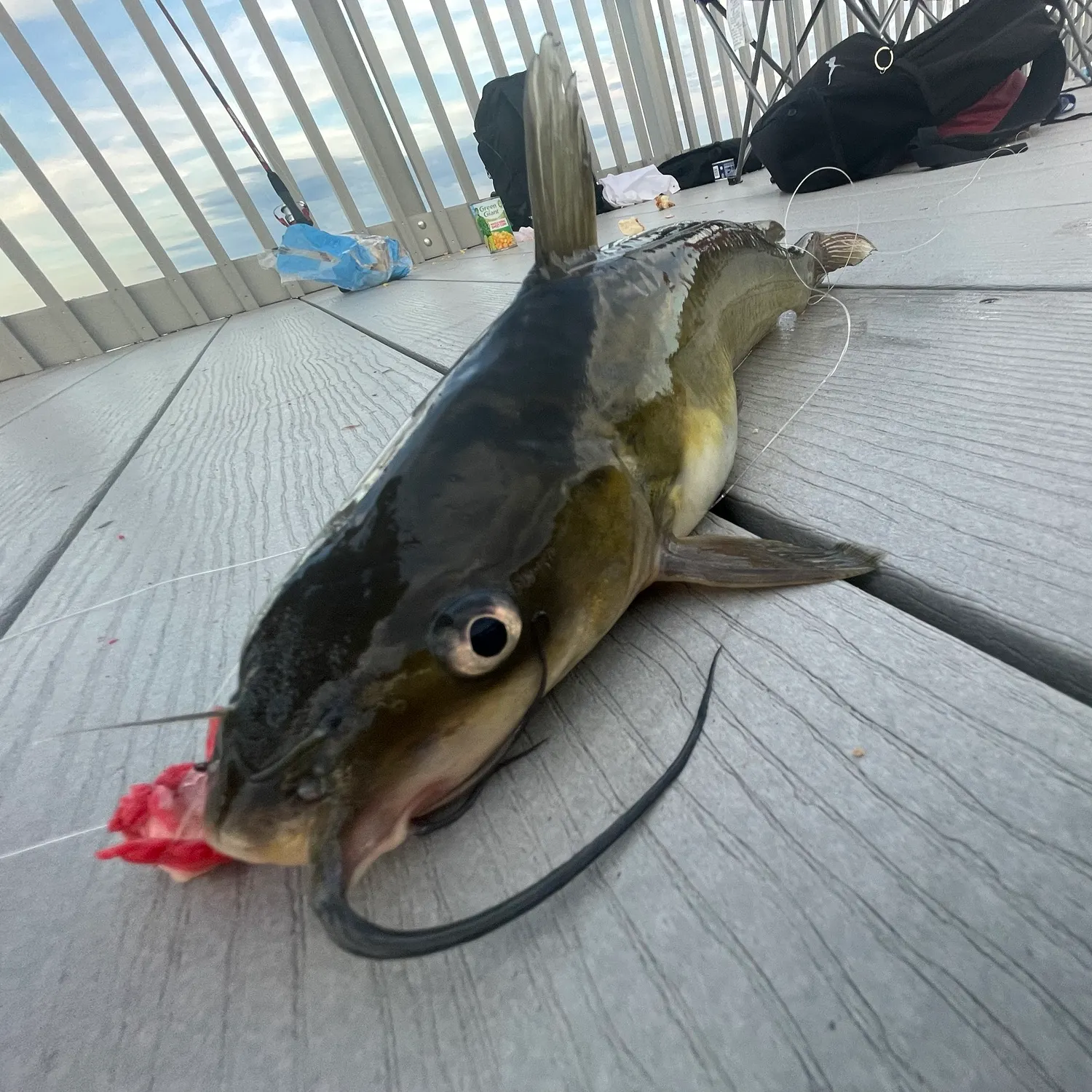 catch