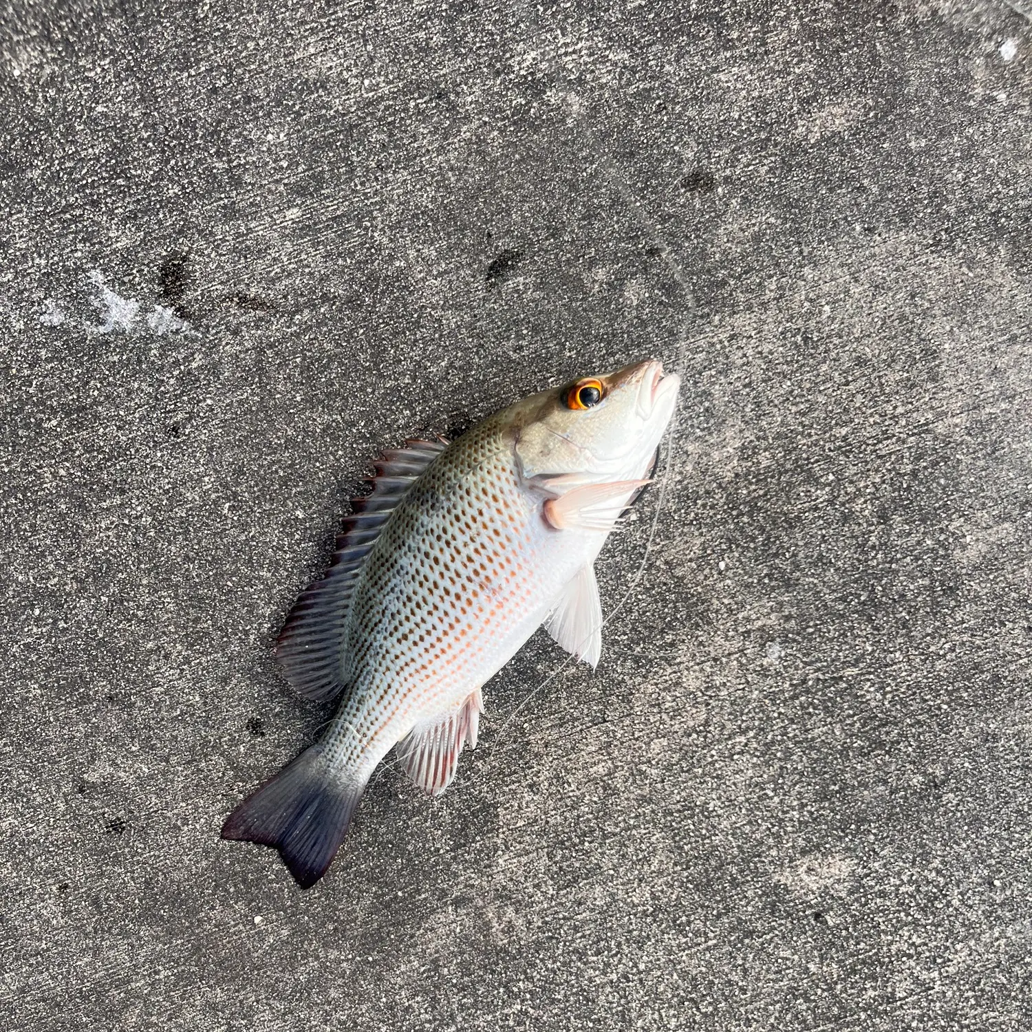 The most popular recent Mahogany snapper catch on Fishbrain