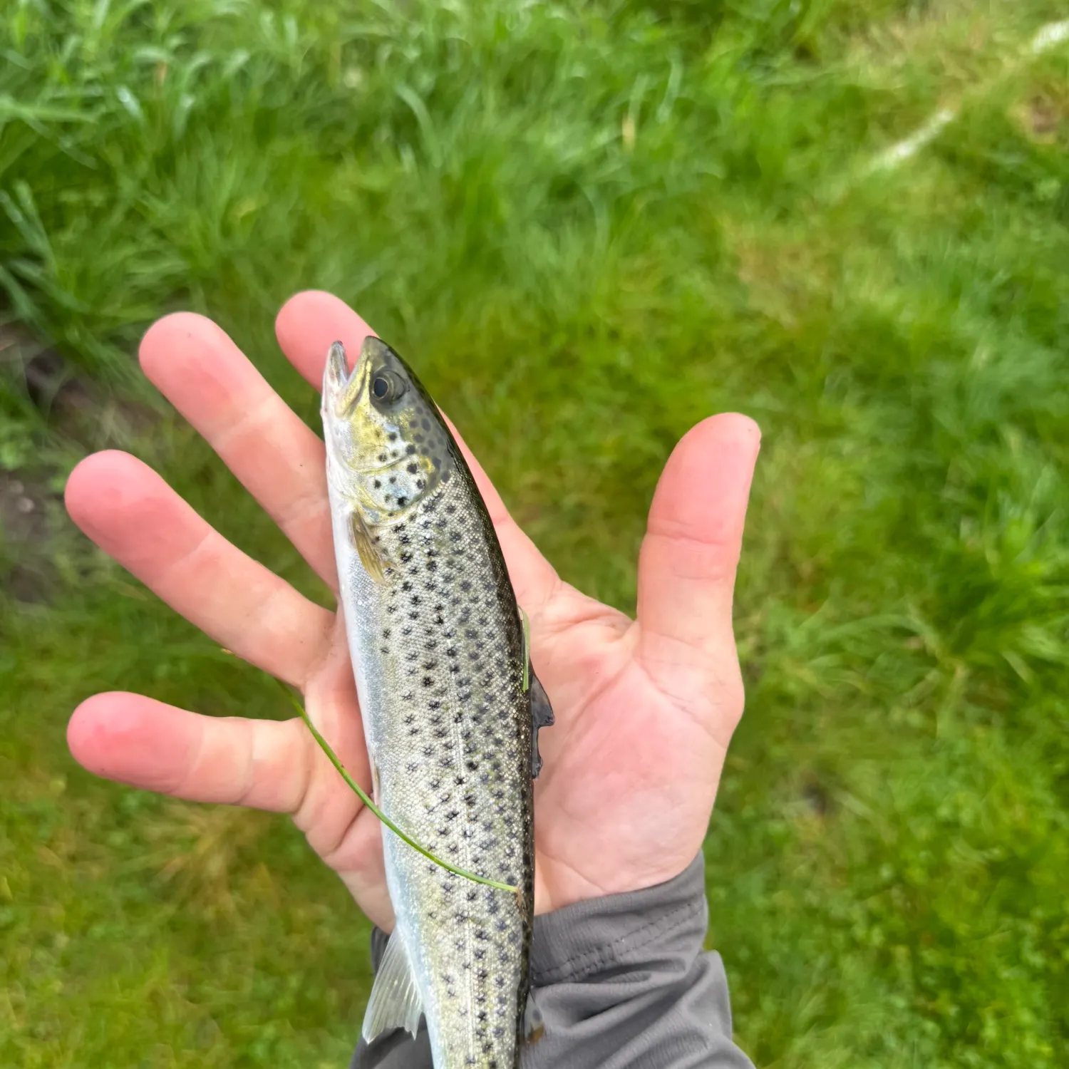 Spotted seatrout caught on Fishbrain