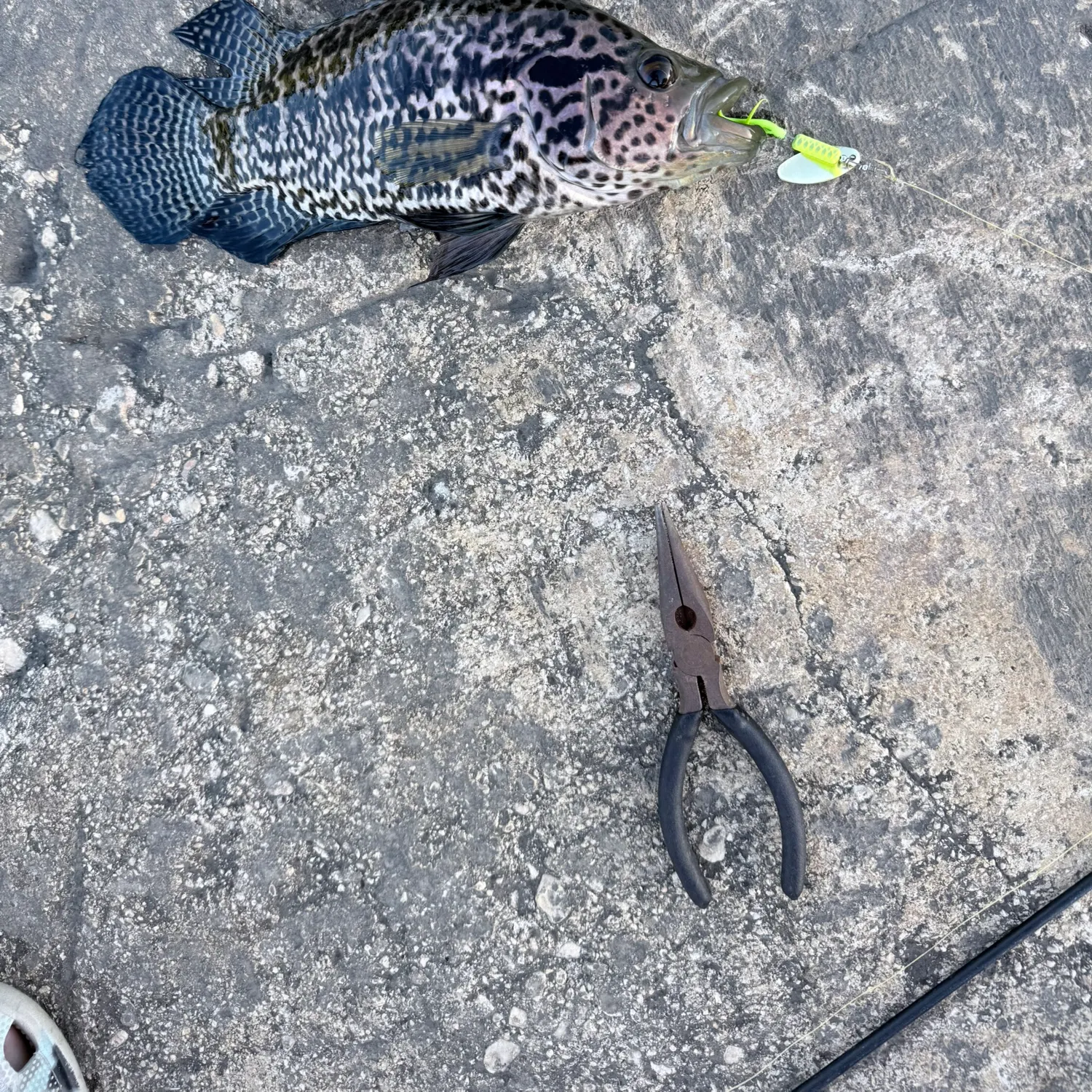 The most recent Jaguar cichlid catches on Fishbrain