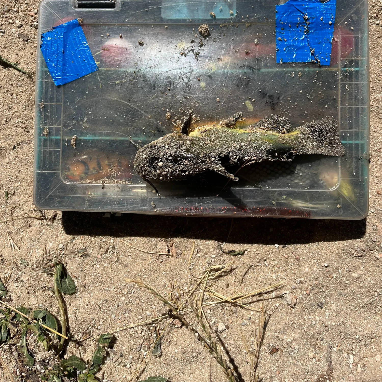 The most recent North African catfish catches on Fishbrain