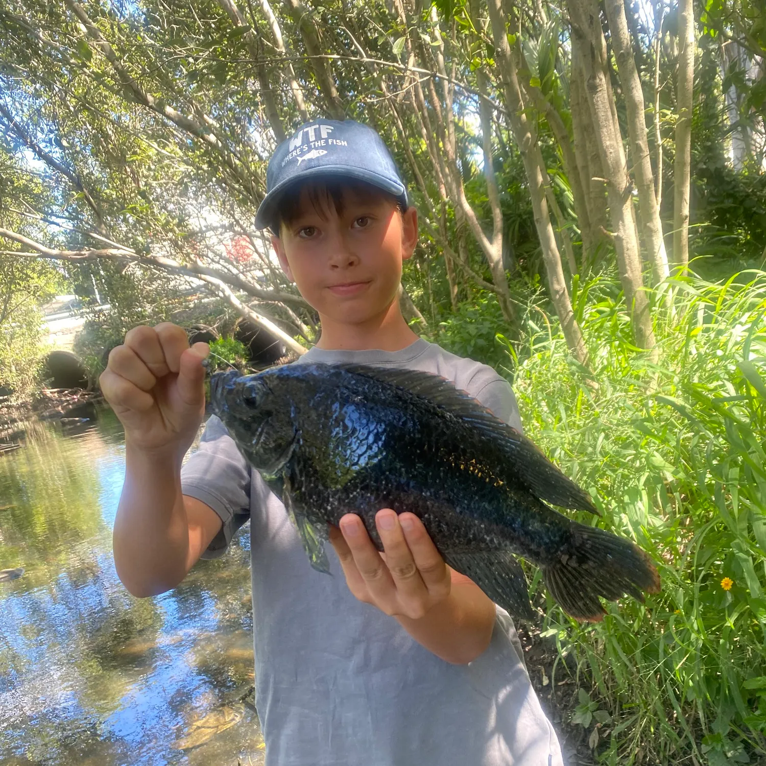 The most recent Mozambique tilapia catches on Fishbrain