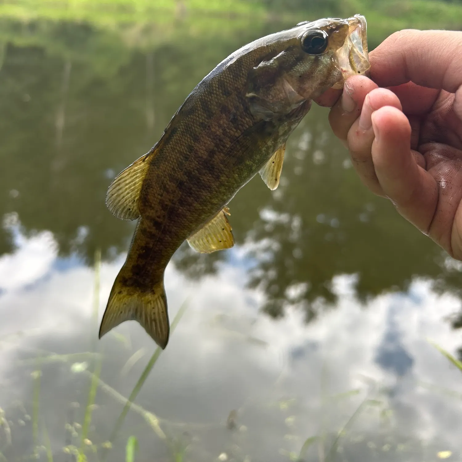 Smallmouth bass caught on Fishbrain