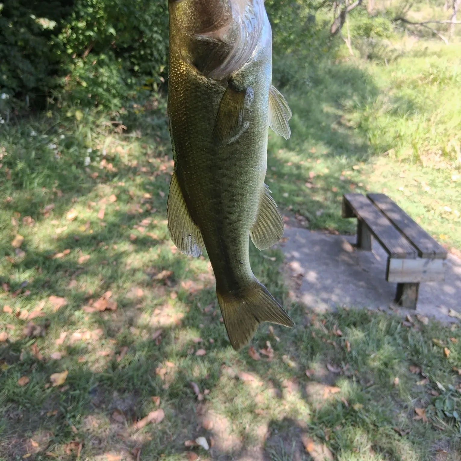 Largemouth bass caught on Fishbrain