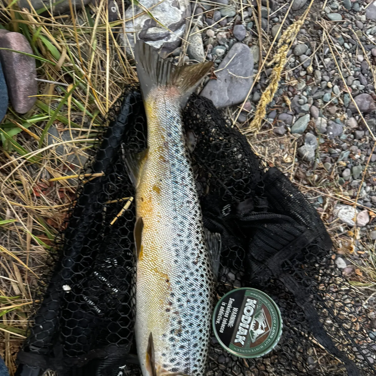 Brown trout caught on Fishbrain