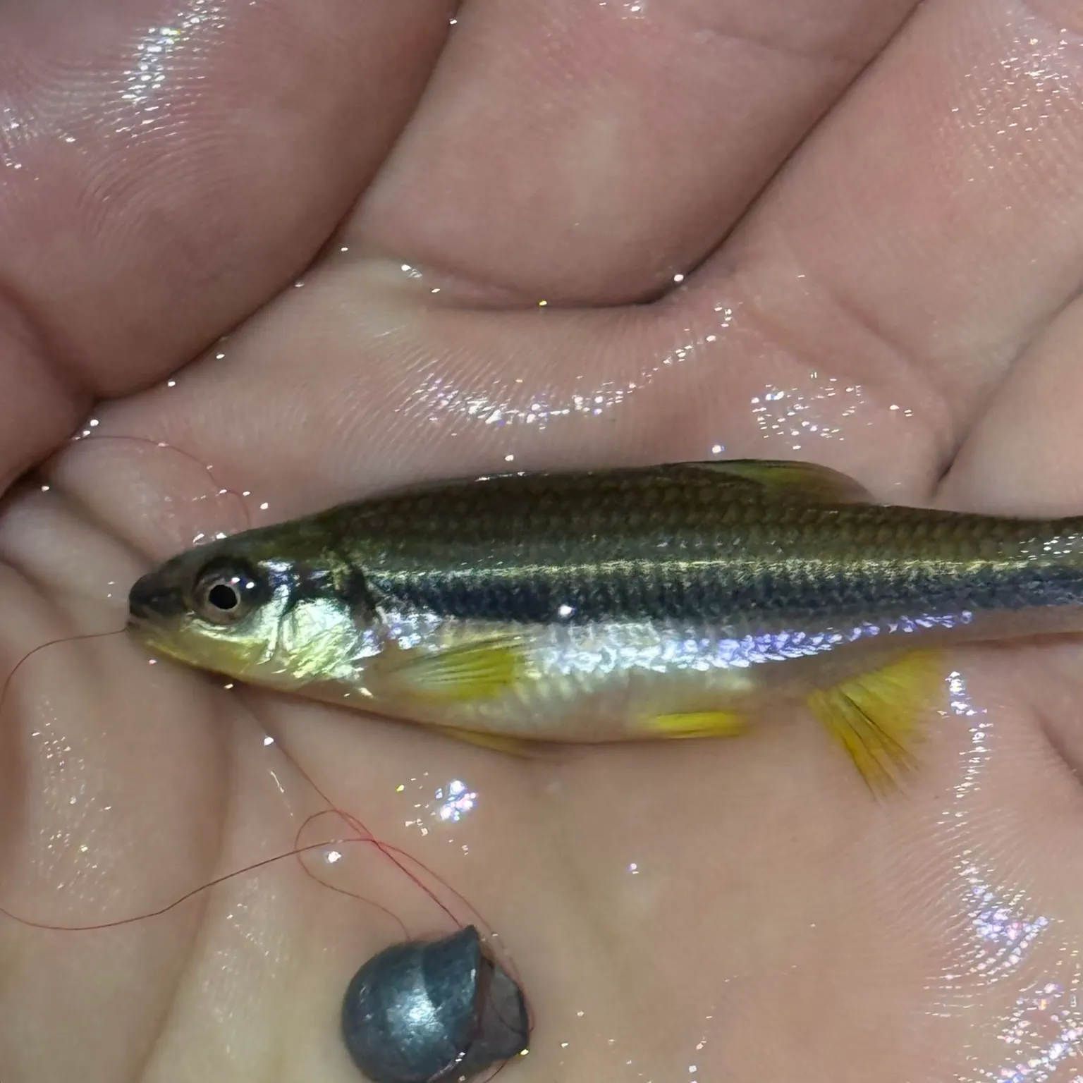 The most recent Yellowfin shiner catches on Fishbrain