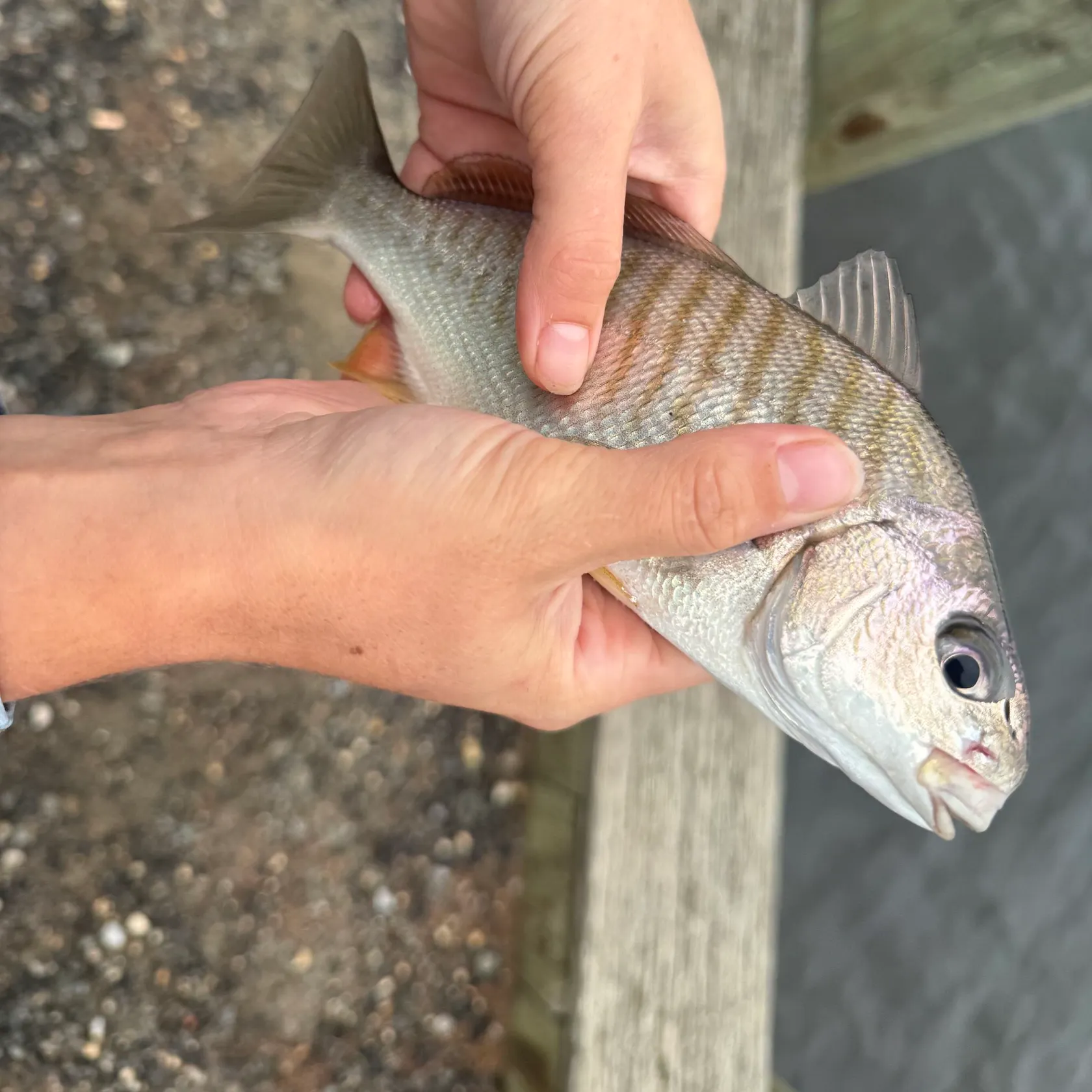 Spot croaker caught on Fishbrain