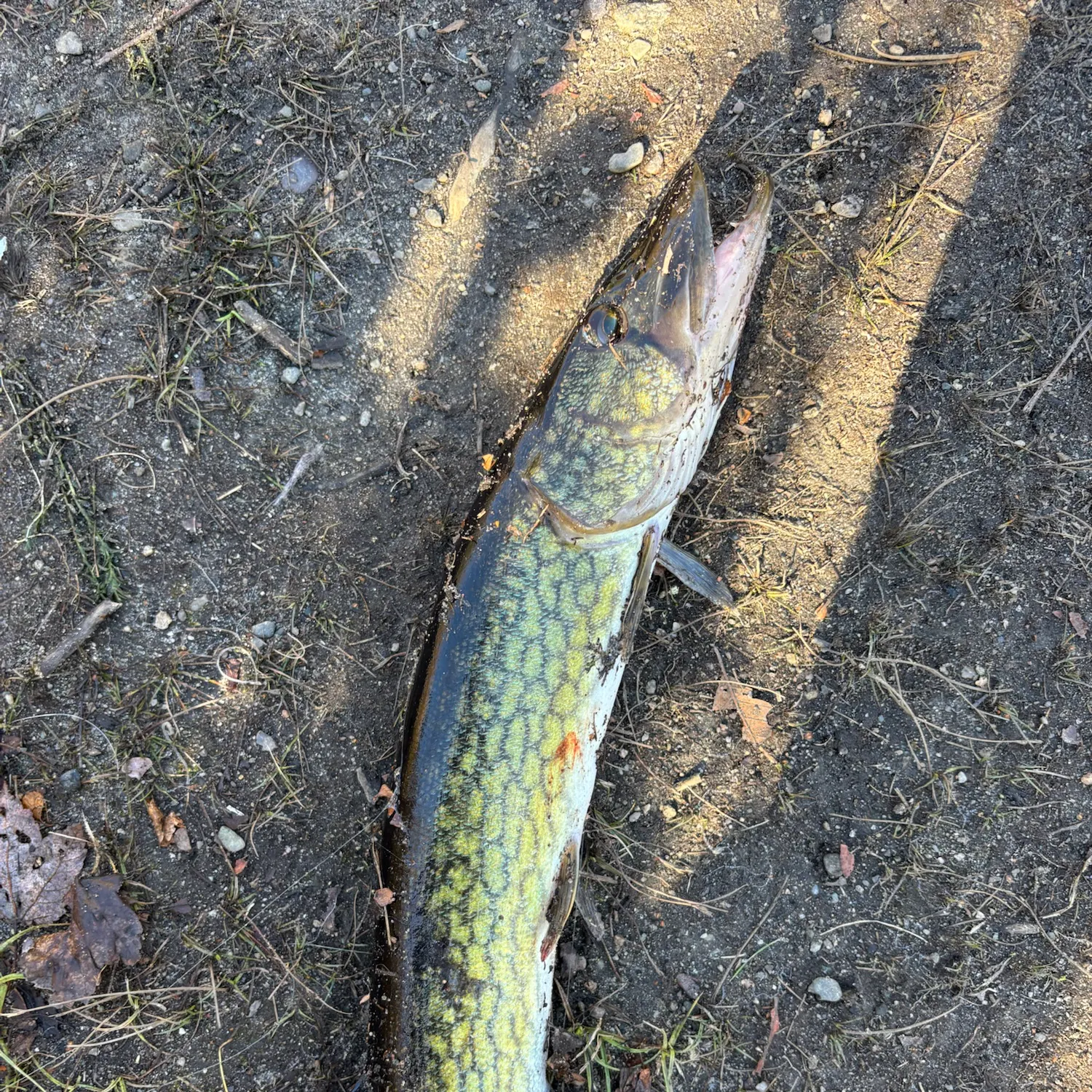 Chain pickerel caught on Fishbrain