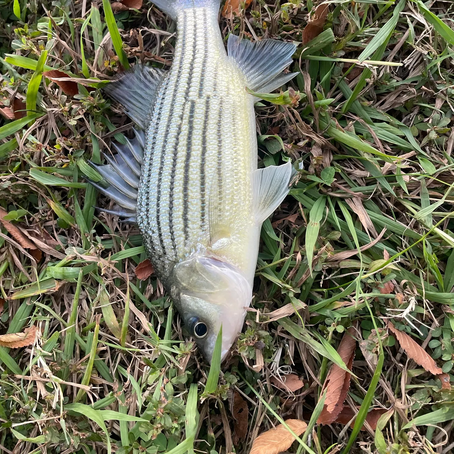 White bass caught on Fishbrain