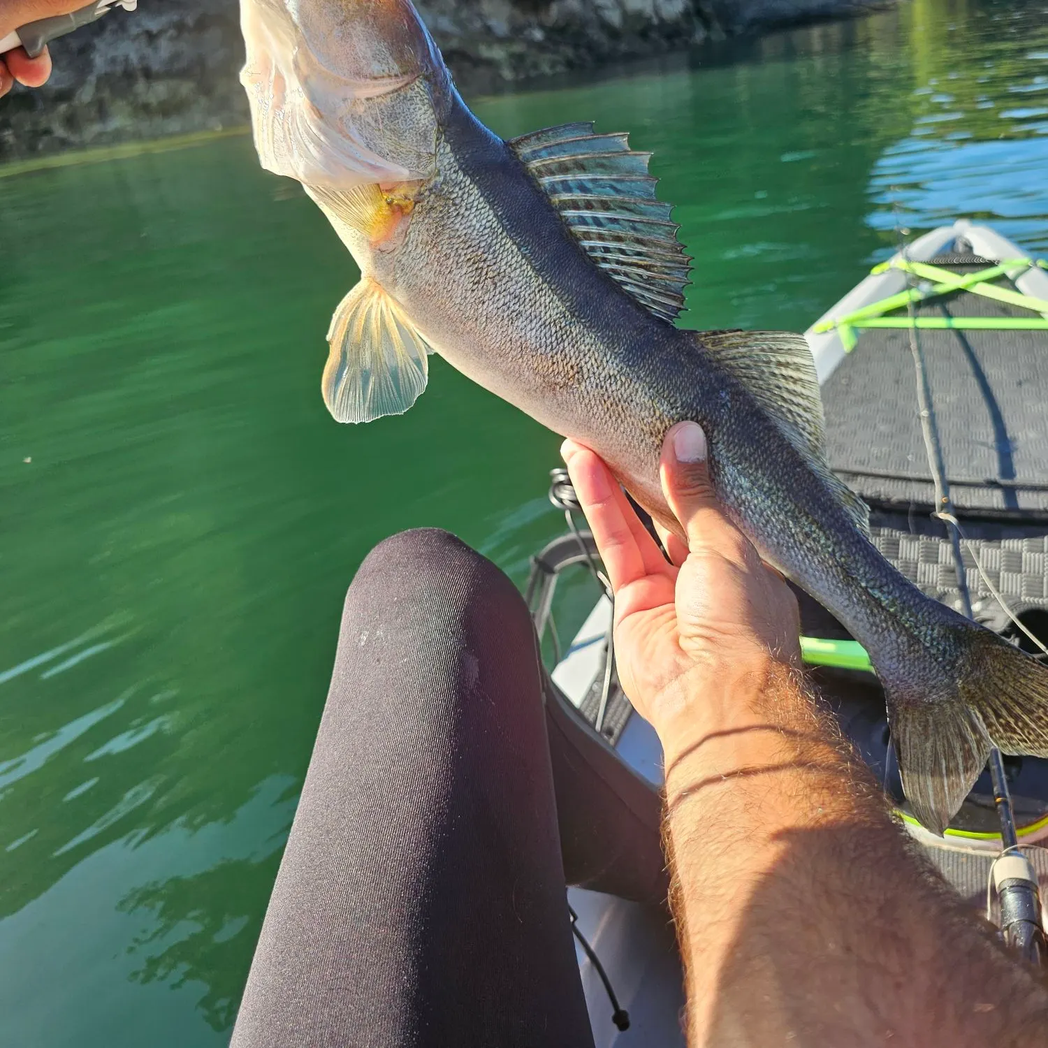 Zander caught on Fishbrain