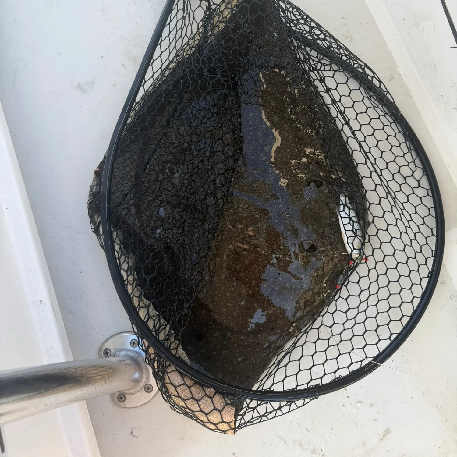The most recent Smooth butterfly ray catches on Fishbrain