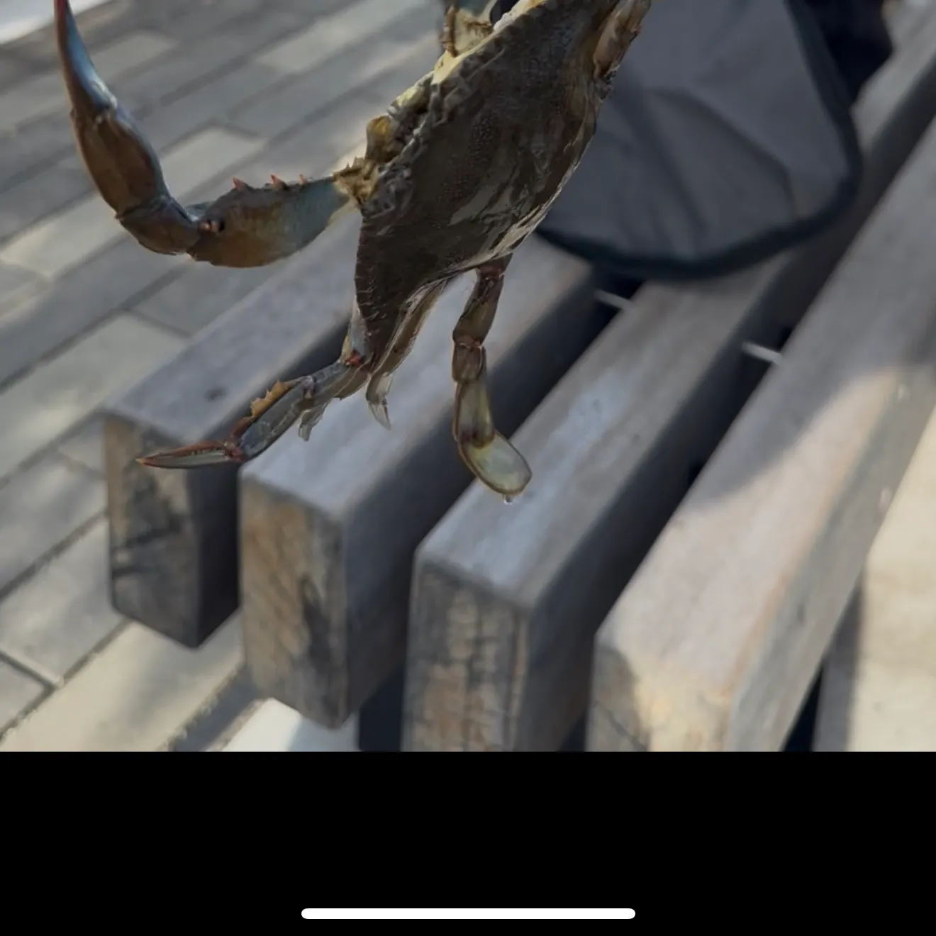 Blue crab caught on Fishbrain