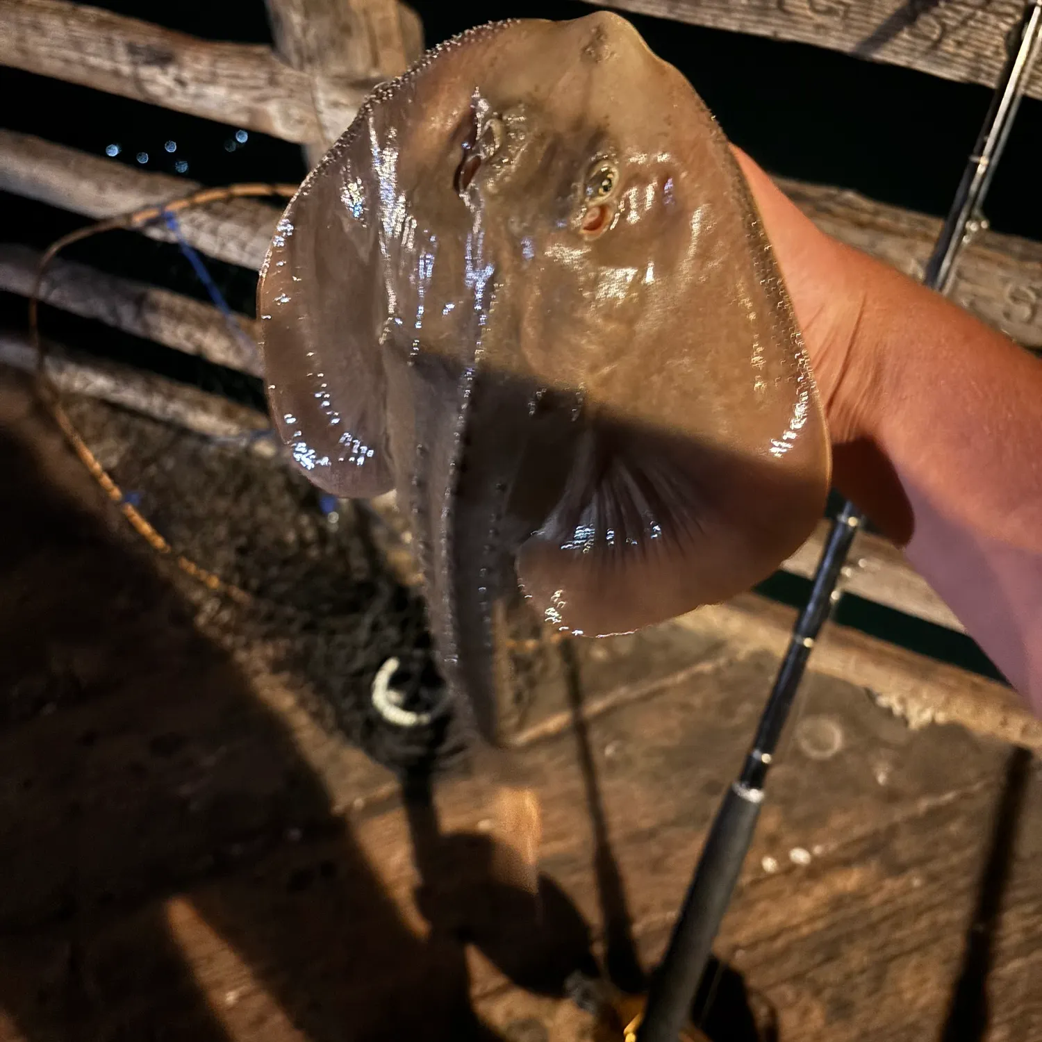 Thornback guitarfish caught on Fishbrain