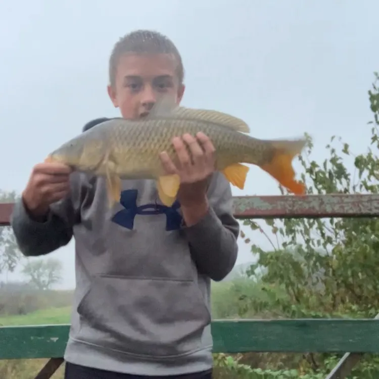 Common carp caught on Fishbrain