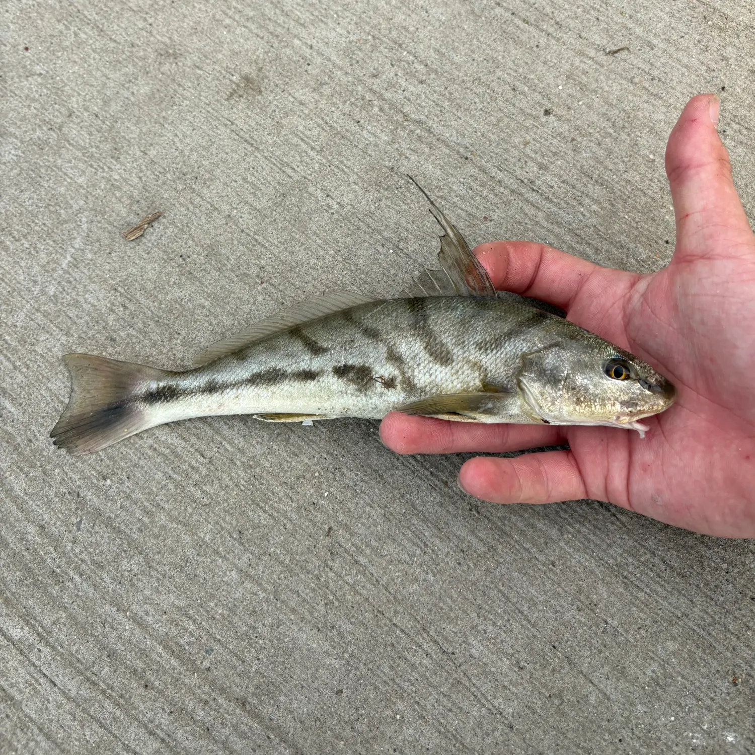 Northern kingcroaker caught on Fishbrain