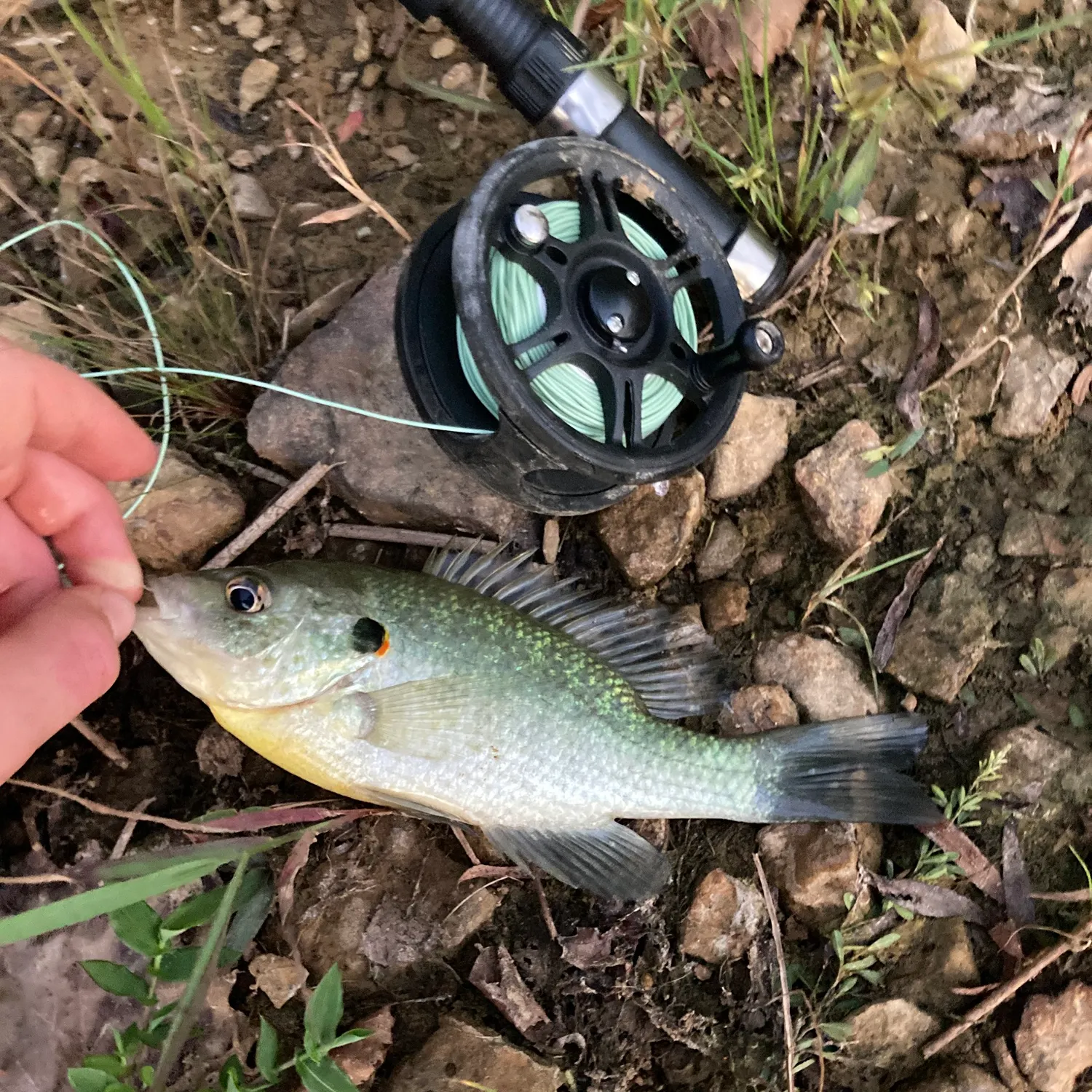 Redear sunfish caught on Fishbrain