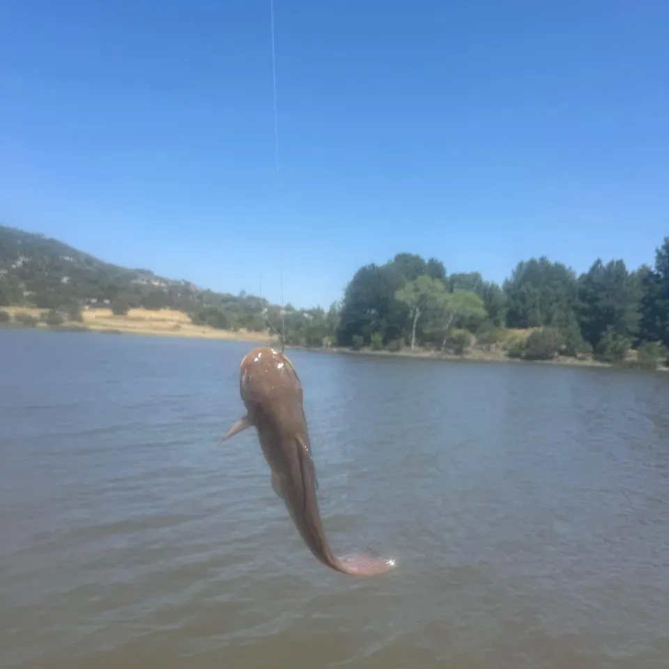 Black bullhead caught on Fishbrain
