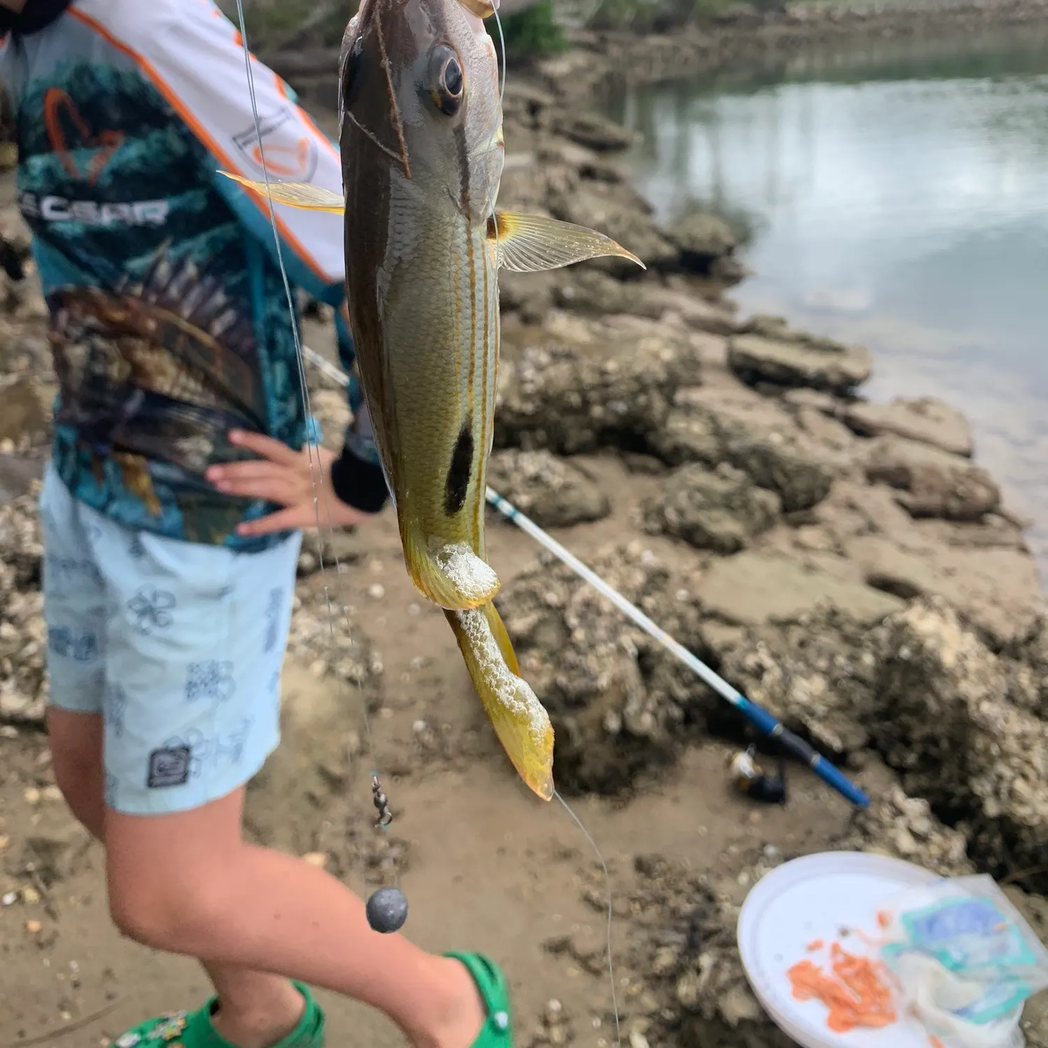 The most recent Moses perch catches on Fishbrain