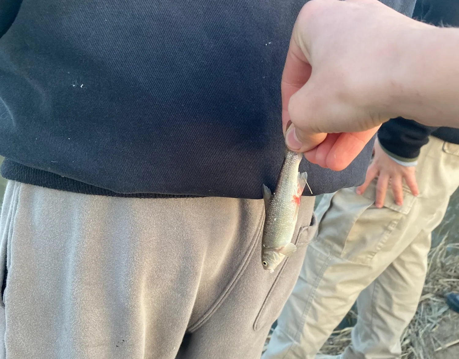 Utah chub